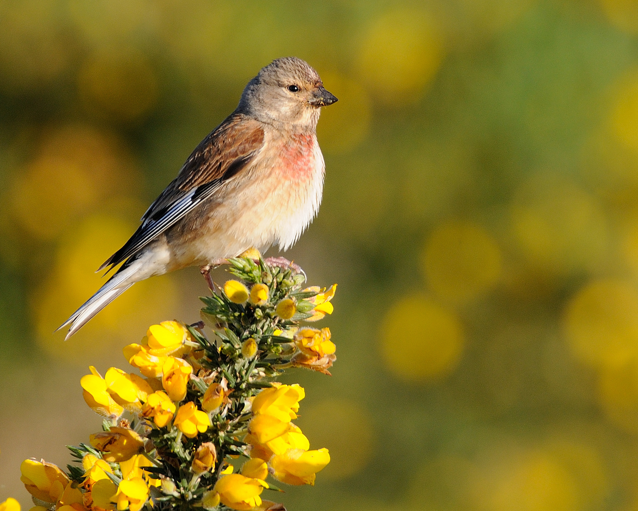 Nikon D300 sample photo. Linnet photography