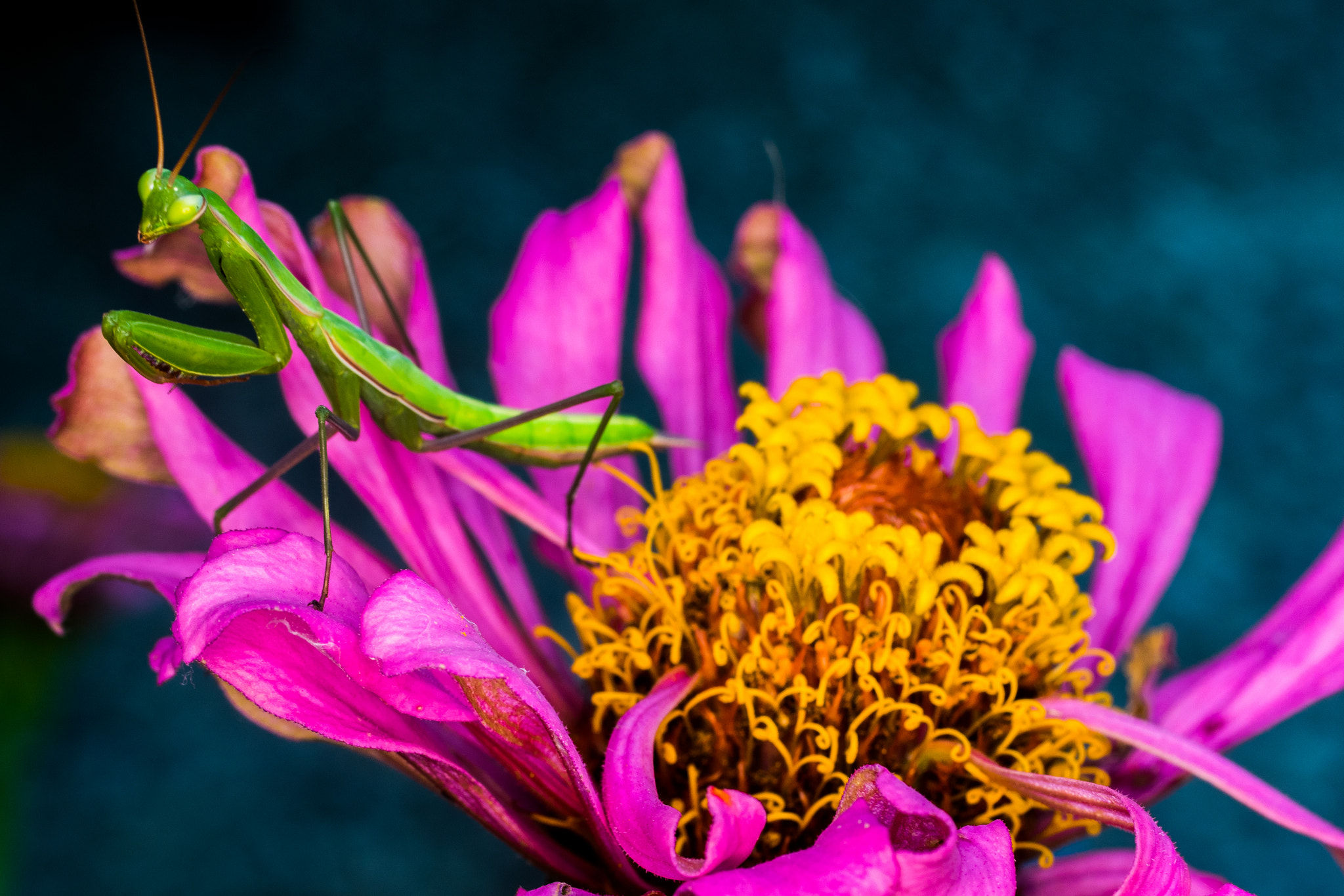 Pentax smc D-FA 50mm F2.8 Macro sample photo. Praying mantis photography