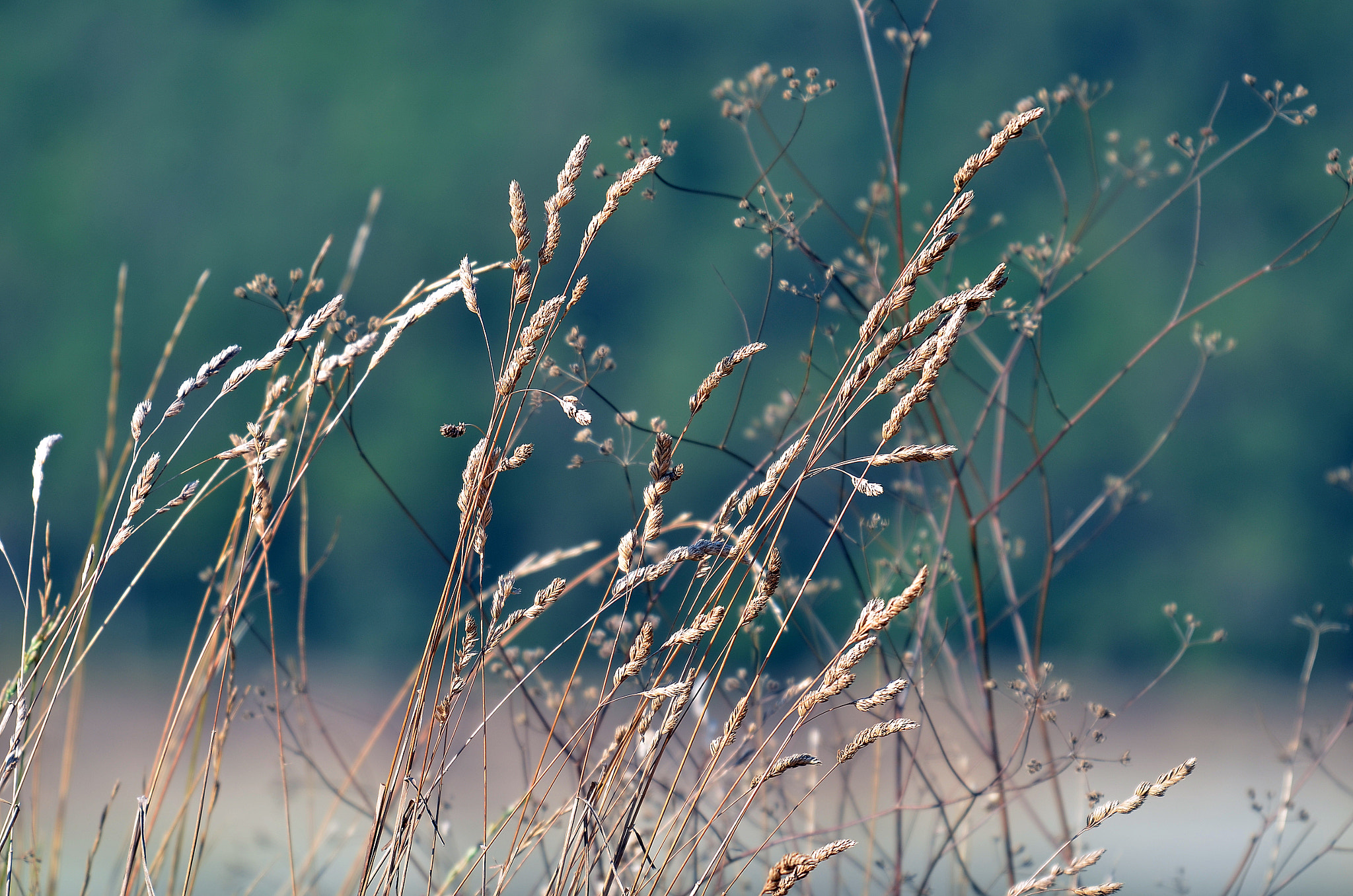 Sigma 50-500mm F4-6.3 EX APO RF HSM sample photo. Manzara photography
