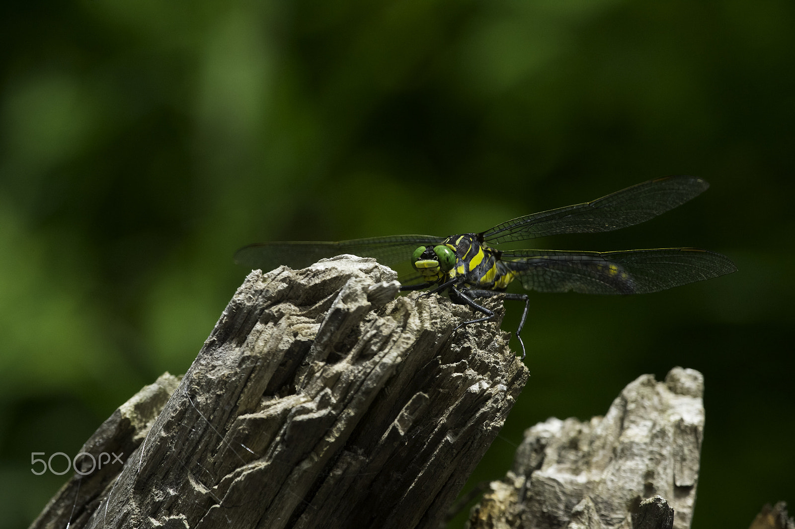 Nikon D4 sample photo. Grosse lib photography