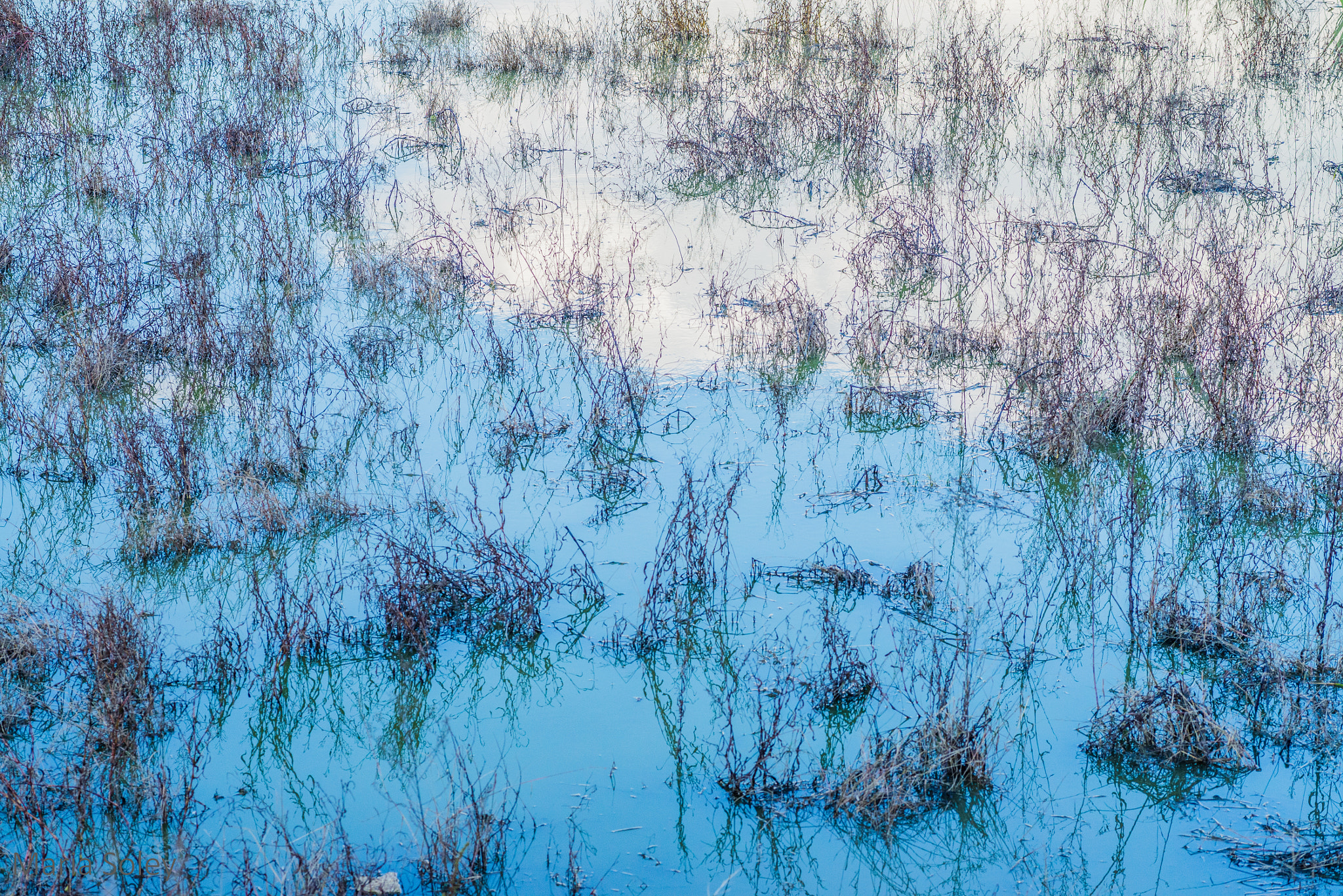 Nikon D600 sample photo. Pisces photography
