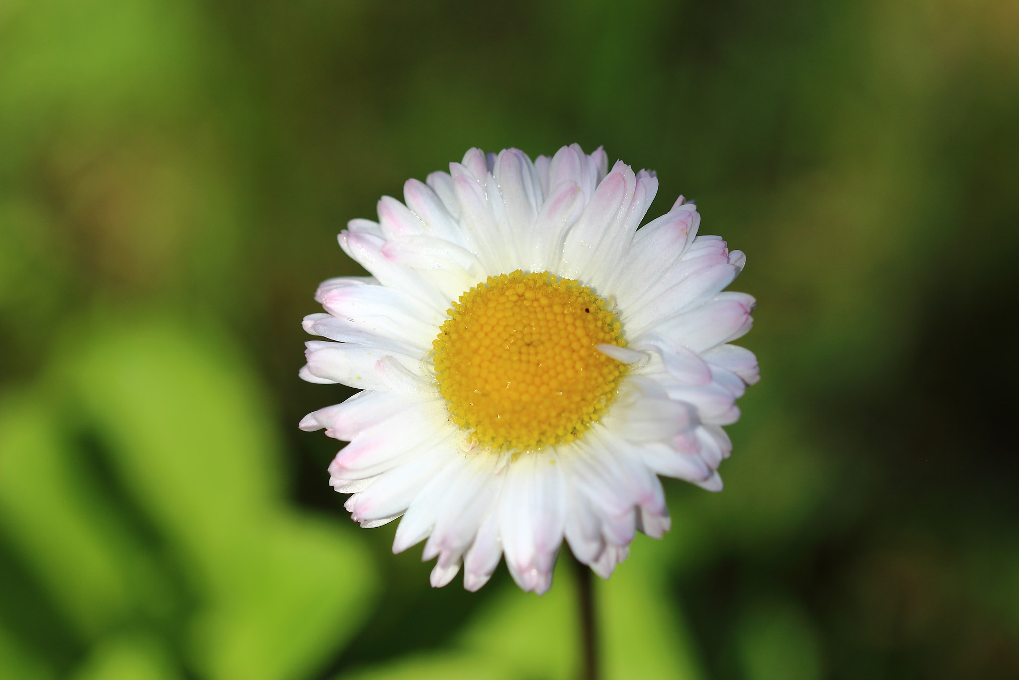 Sigma 105mm F2.8 EX DG OS HSM sample photo. Dpp_311.jpg photography