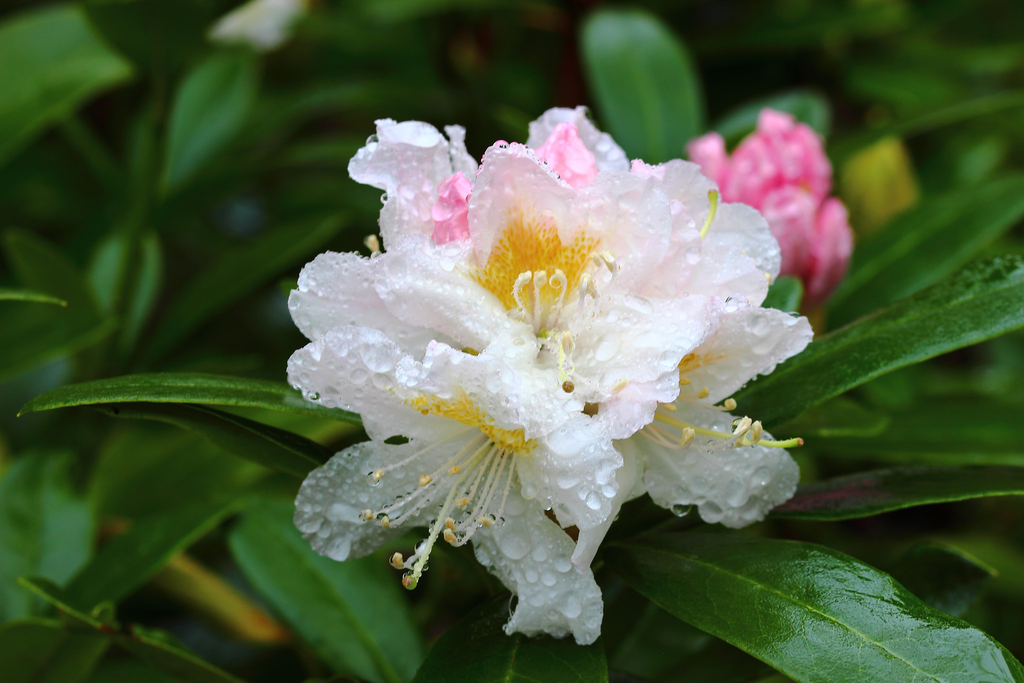 Sigma 105mm F2.8 EX DG OS HSM sample photo. Dpp_328.jpg photography