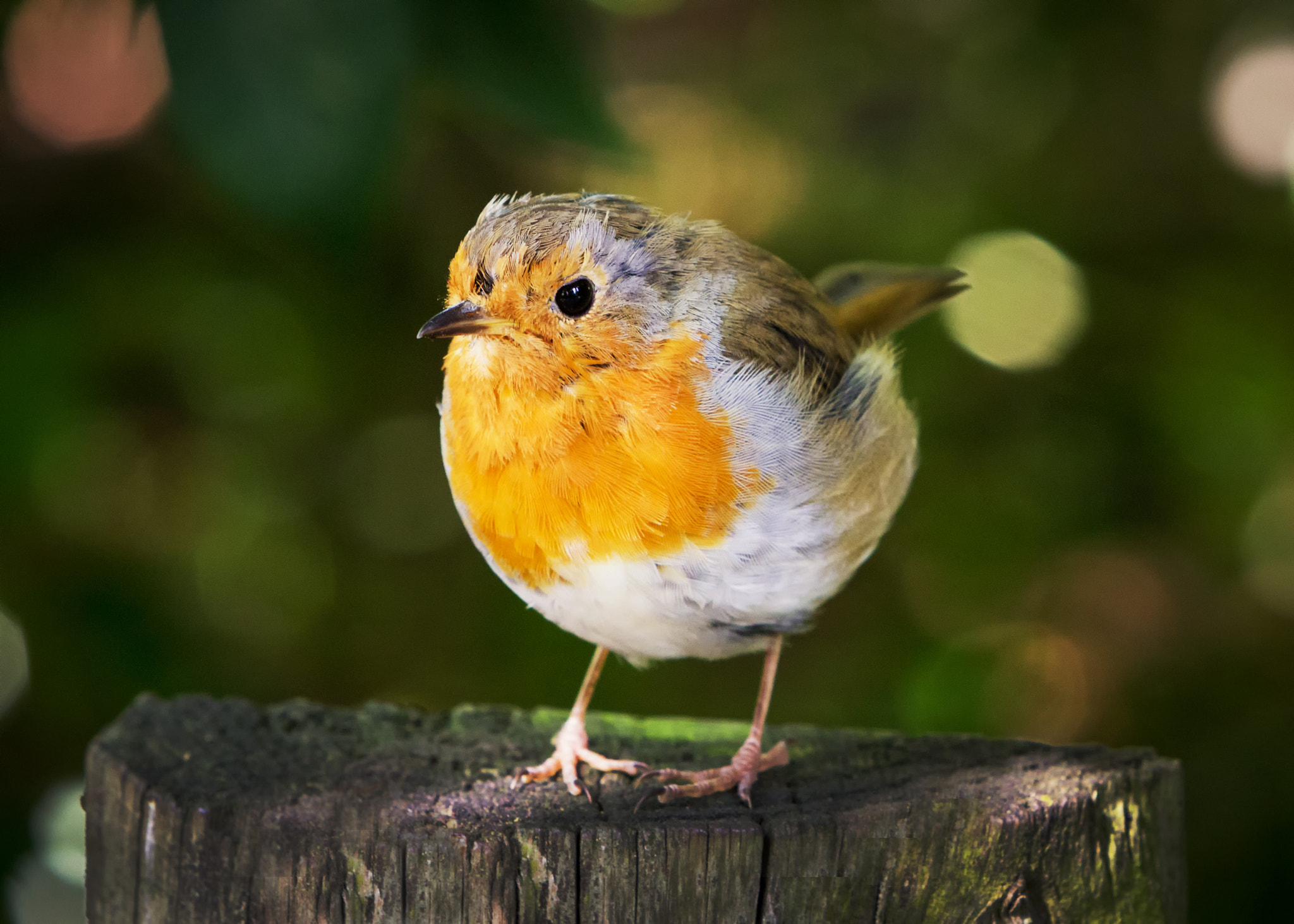 Canon EF 70-200mm F2.8L IS USM sample photo. Little robin at dublin zoo photography