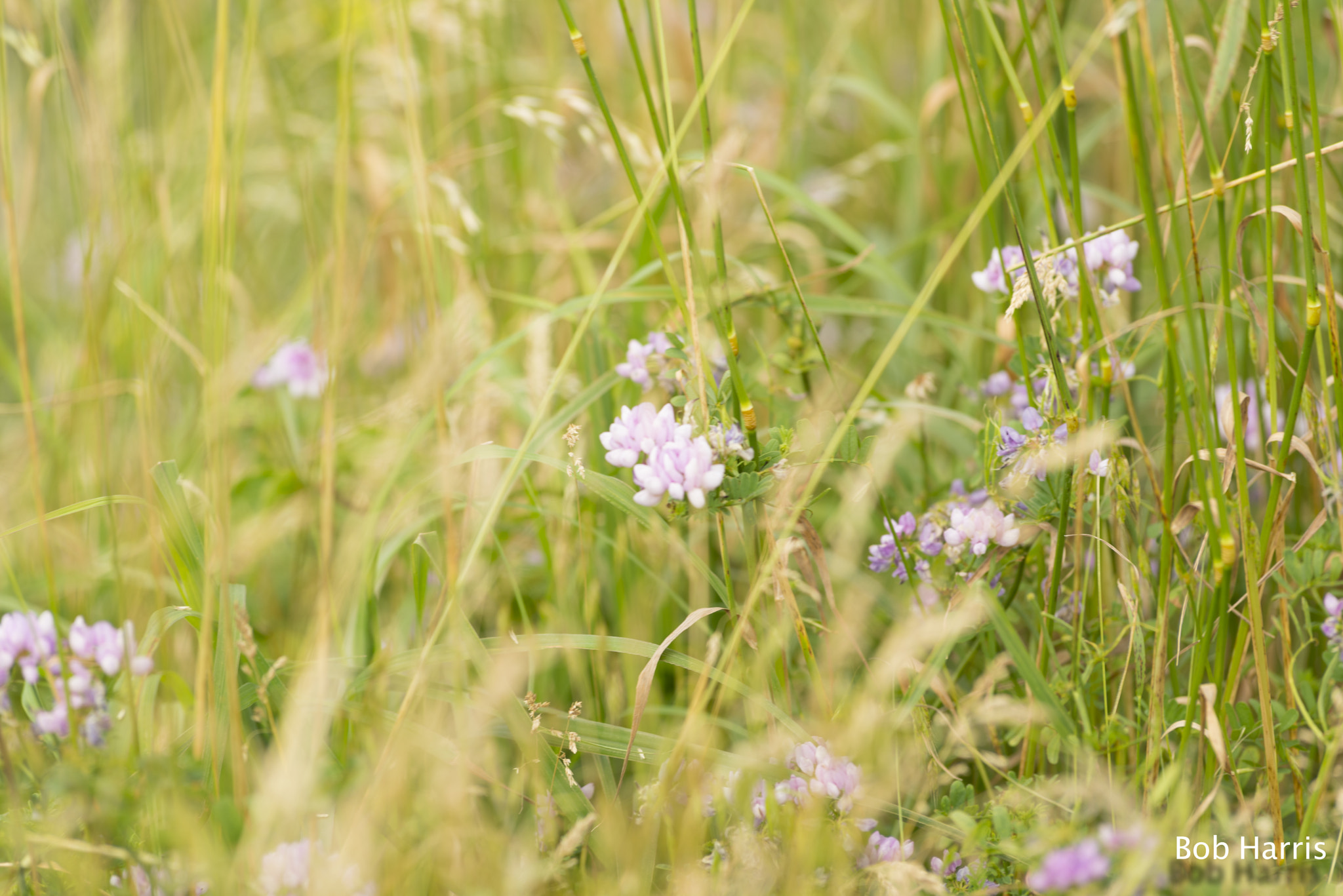 AF Zoom-Nikkor 80-200mm f/2.8 ED sample photo. Skyline drive 1.jpg photography
