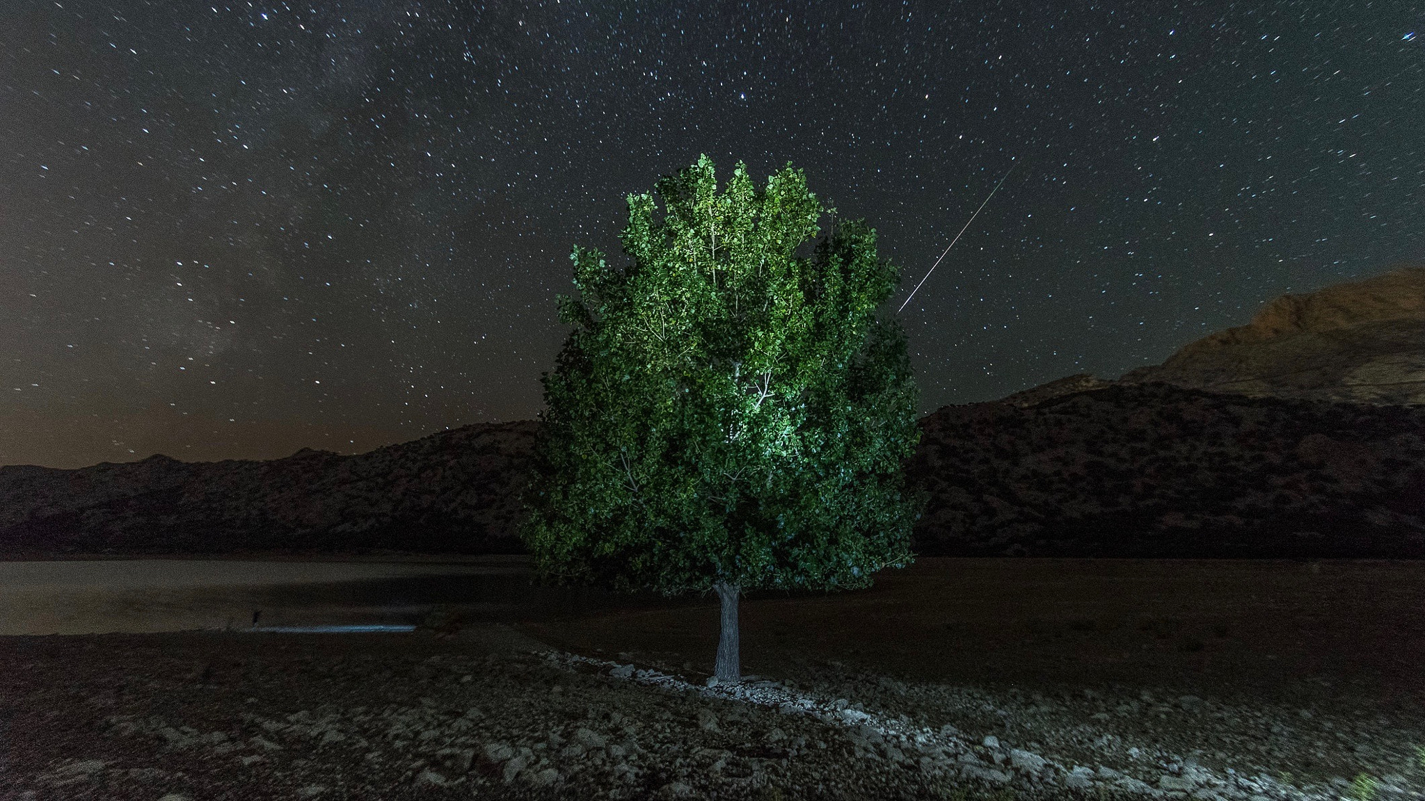 Nikon D500 sample photo. Arbol con estrella photography