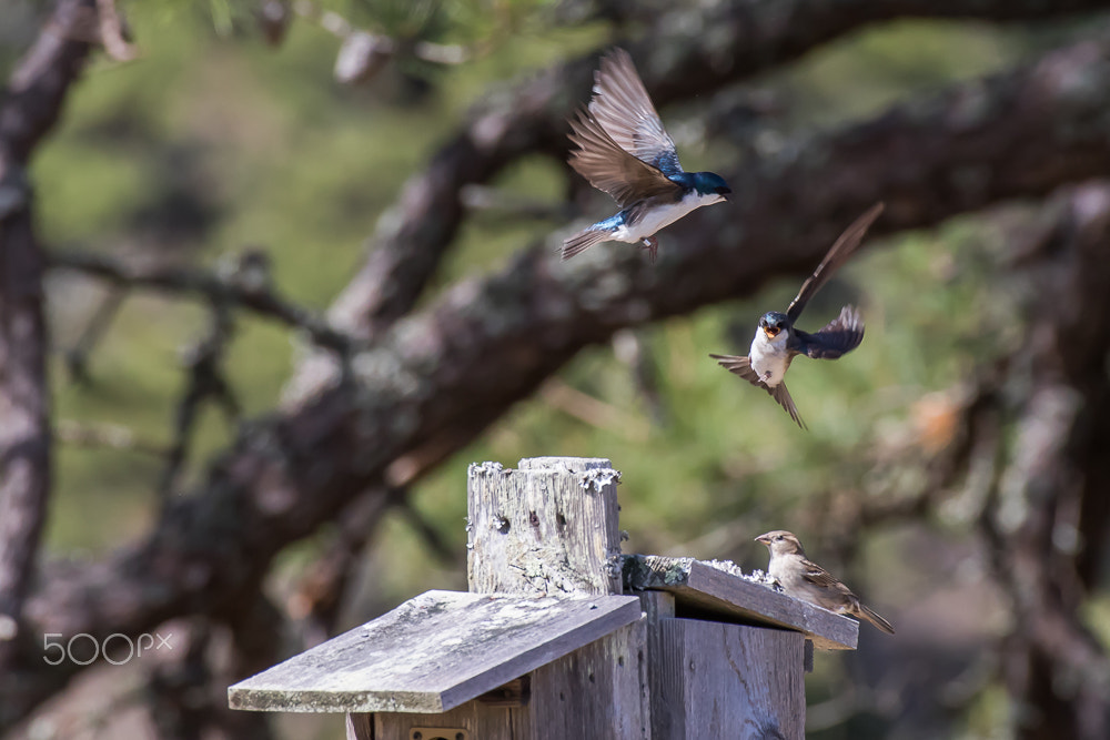 Canon EOS 7D Mark II + Canon EF 100-400mm F4.5-5.6L IS USM sample photo. Battle royale photography