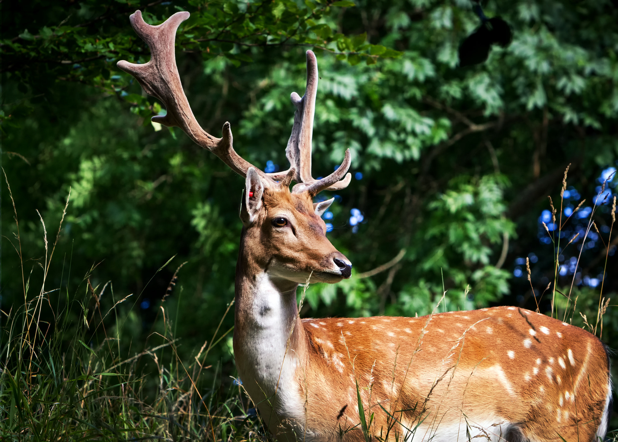 Canon EF 70-200mm F2.8L IS USM sample photo. Deer photography