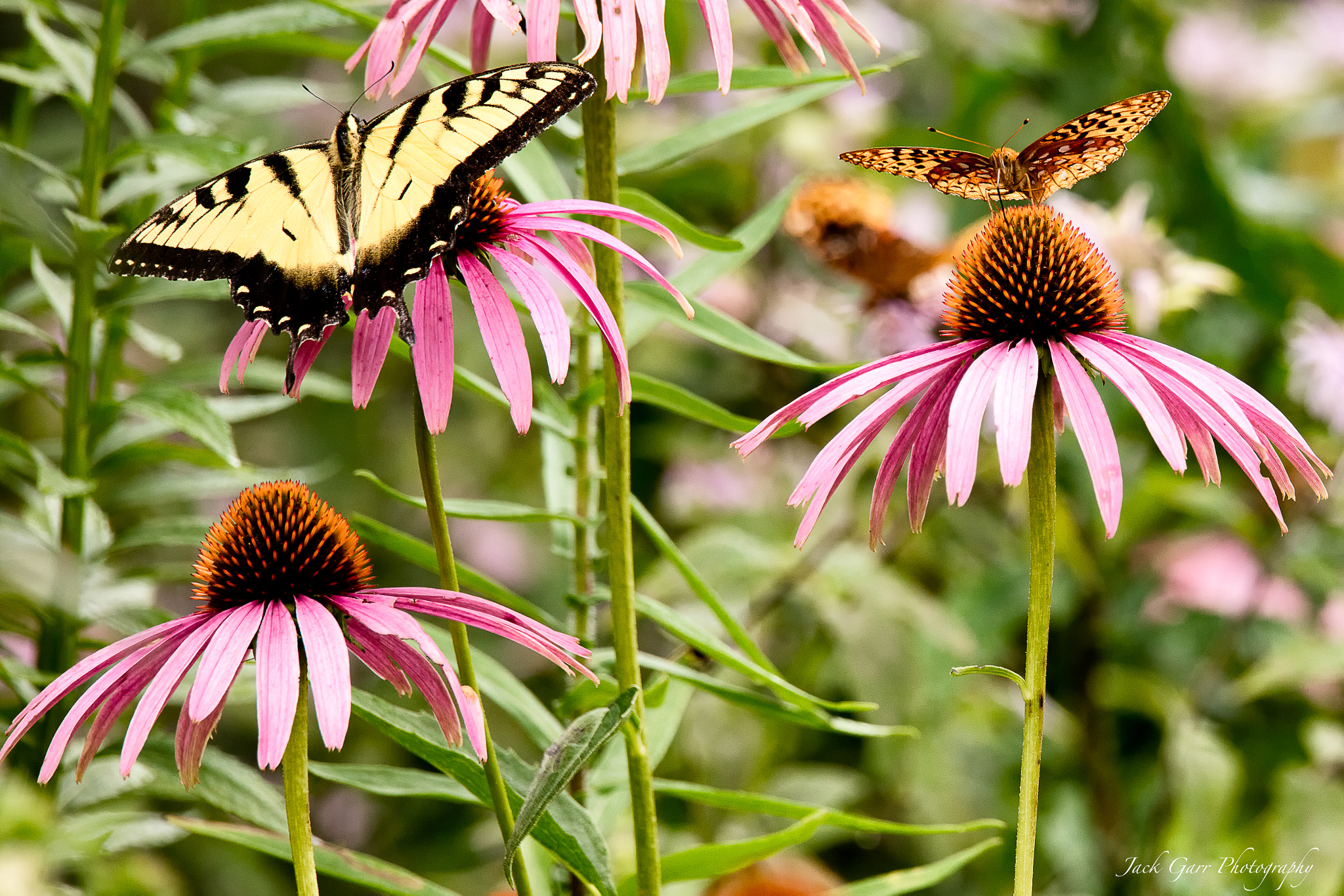 150-600mm F5-6.3 DG OS HSM | Sports 014 sample photo. Butterflies and flowers photography