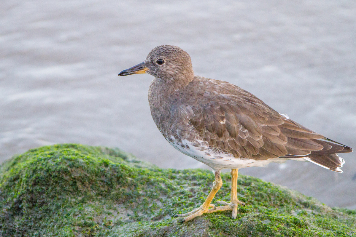Canon EF 200-400mm F4L IS USM Extender 1.4x sample photo. Surfbird photography