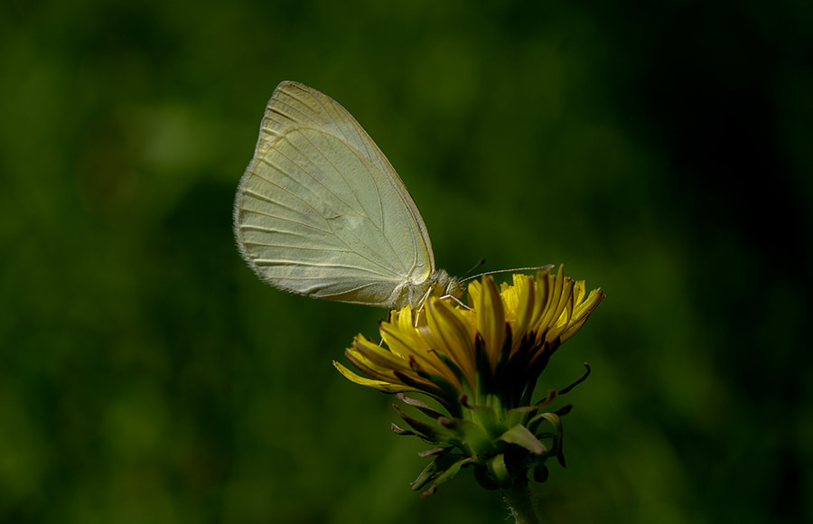 smc PENTAX-FA Macro 100mm F2.8 sample photo. Byzmkk photography