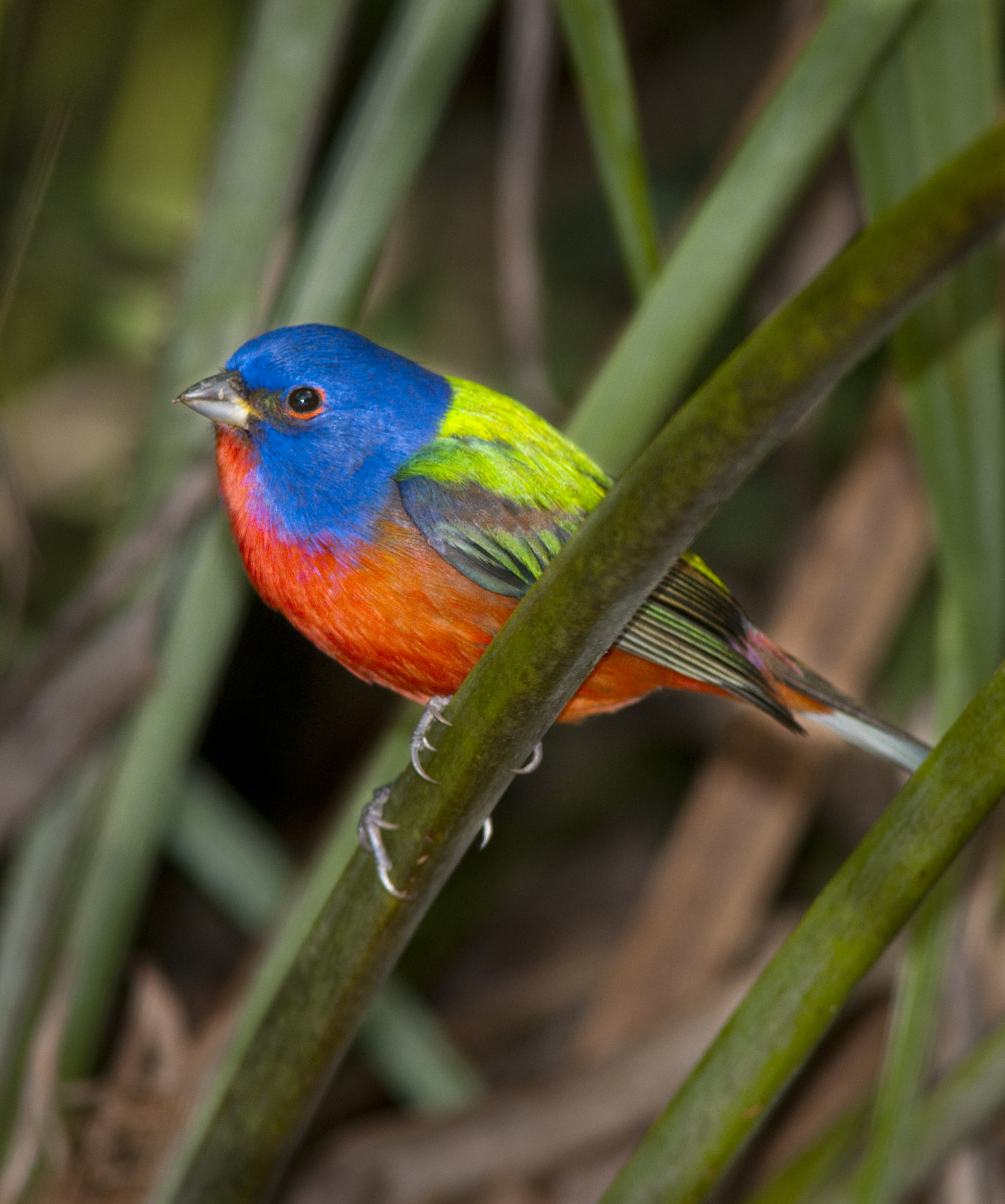 Nikon D300 + AF Nikkor 300mm f/4 IF-ED sample photo. Painted bunting photography