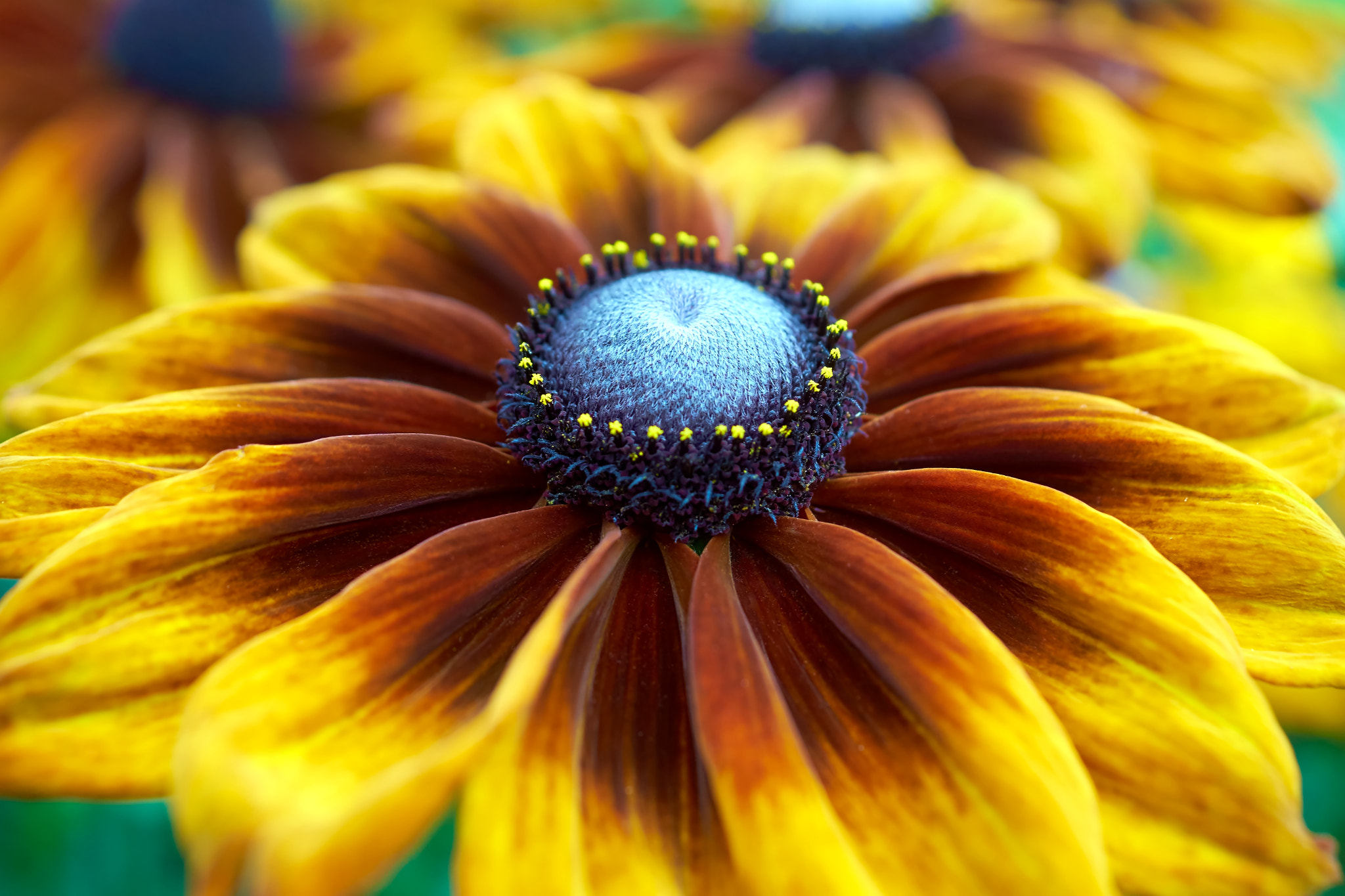 Sony DT 30mm F2.8 Macro SAM sample photo. A bit of summer photography