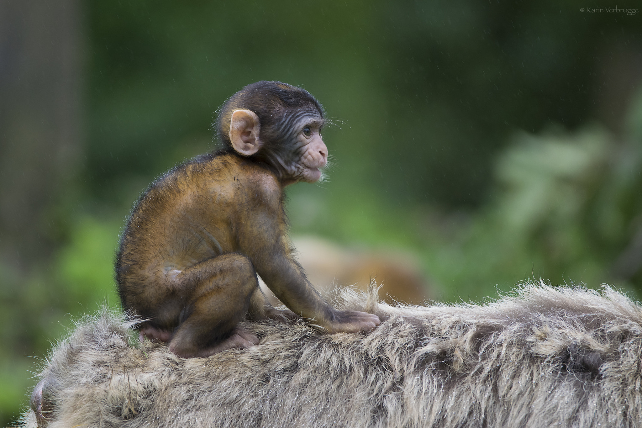 Sigma 120-400mm F4.5-5.6 DG OS HSM sample photo. Little monkey in the rain photography