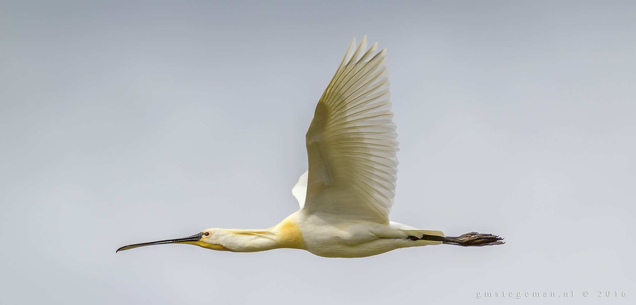 150-600mm F5-6.3 DG OS HSM | Contemporary 015 sample photo. Spoonbill in flight photography