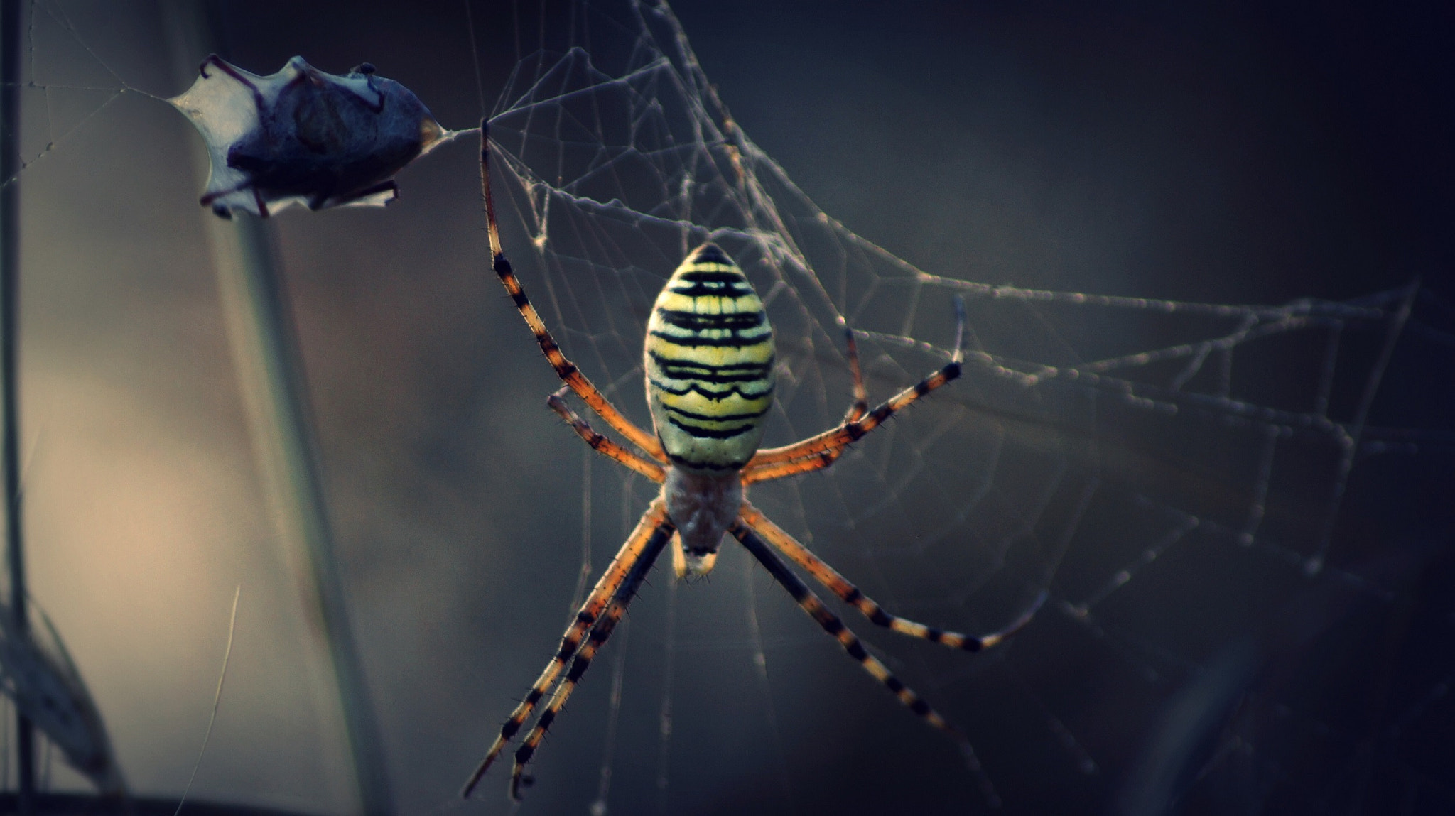 Sony DT 55-200mm F4-5.6 SAM sample photo. Spider photography