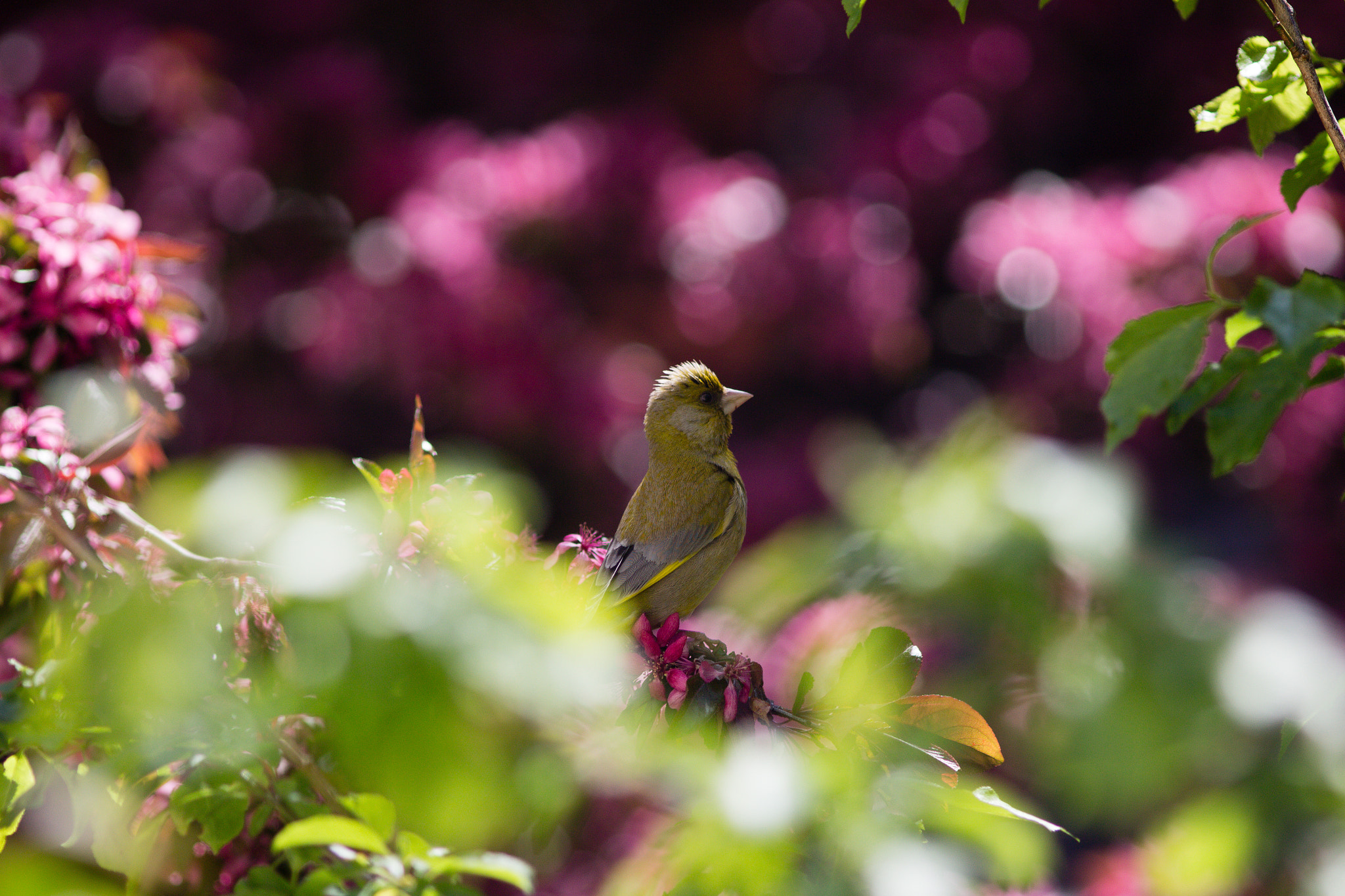 Canon EOS 100D (EOS Rebel SL1 / EOS Kiss X7) + Canon EF 200mm F2.8L II USM sample photo. Punky the green finch photography