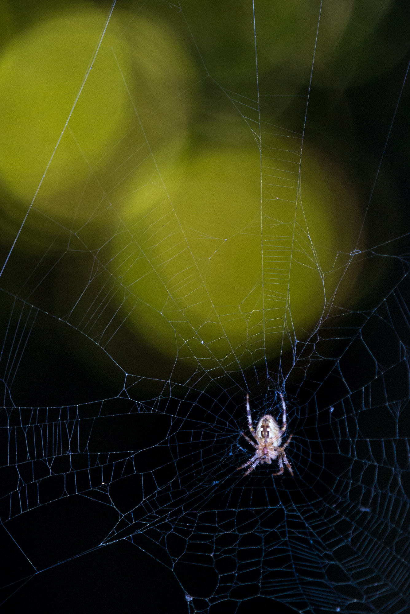 Olympus OM-D E-M10 + Olympus M.Zuiko Digital ED 40-150mm F2.8 Pro sample photo. Spider bokeh photography