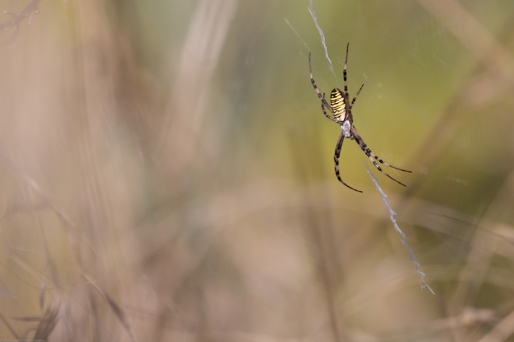 Canon EOS 650D (EOS Rebel T4i / EOS Kiss X6i) + Canon EF 100mm F2.8L Macro IS USM sample photo. Agiope frelon photography