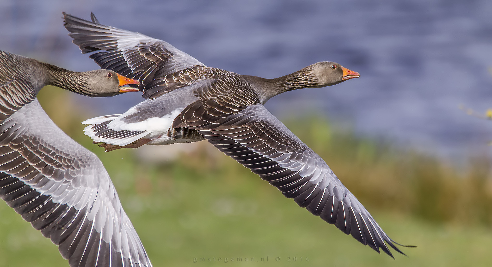 150-600mm F5-6.3 DG OS HSM | Contemporary 015 sample photo. Gray goose photography