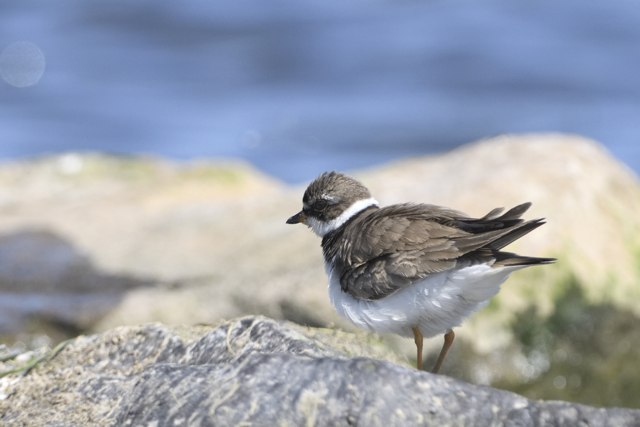 Nikon AF-S Nikkor 300mm F2.8G ED-IF VR sample photo. Semipalmated plover photography