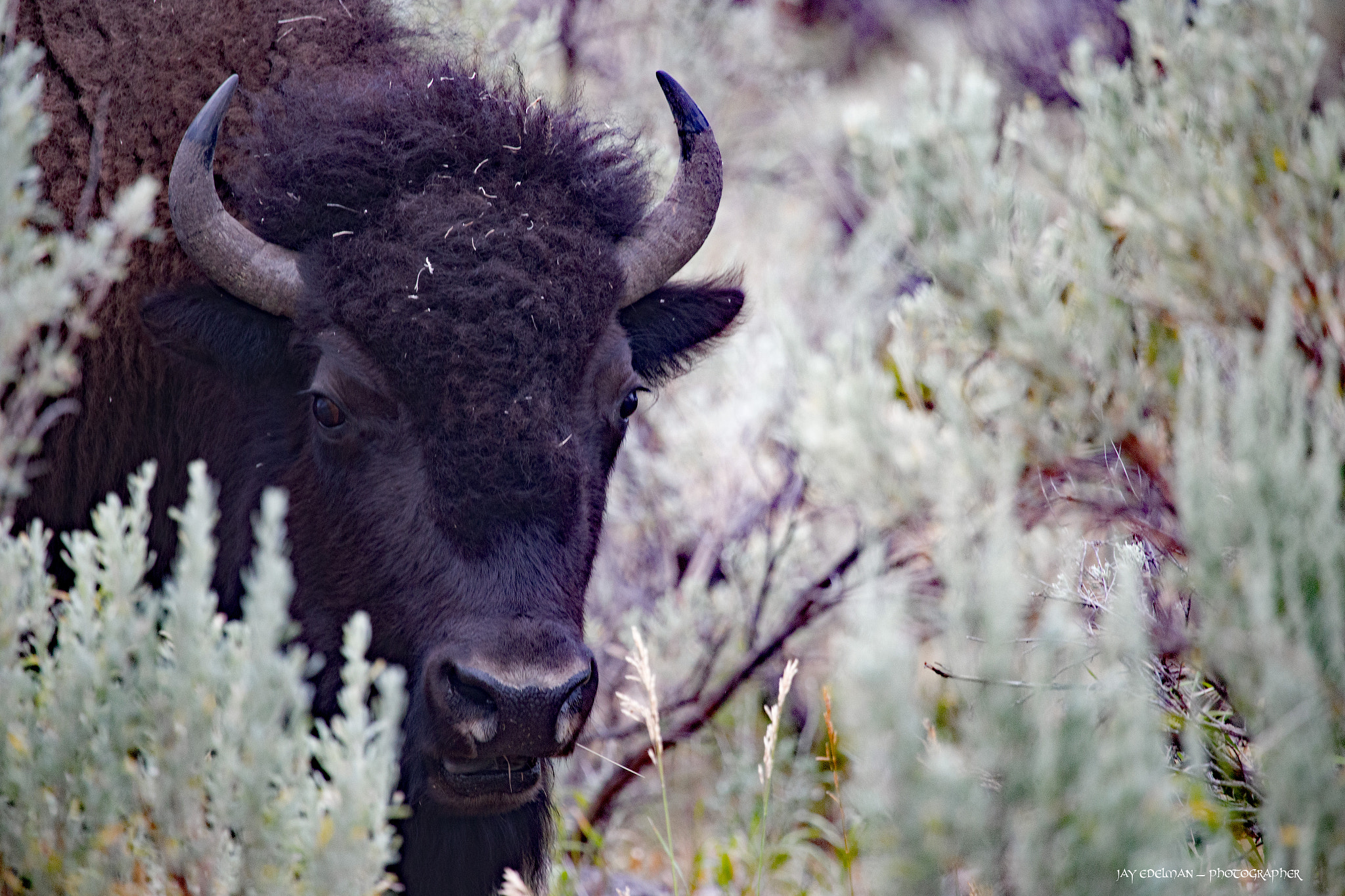 Canon EF 100-400mm F4.5-5.6L IS USM sample photo. Bison bull lurking in the bushes photography