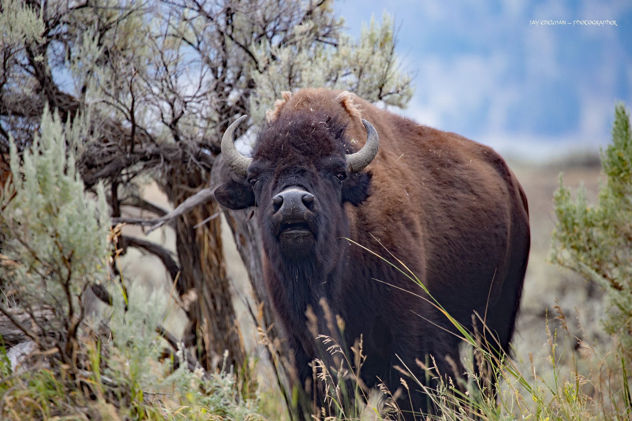 Canon EF 100-400mm F4.5-5.6L IS USM sample photo. Bisonette photography