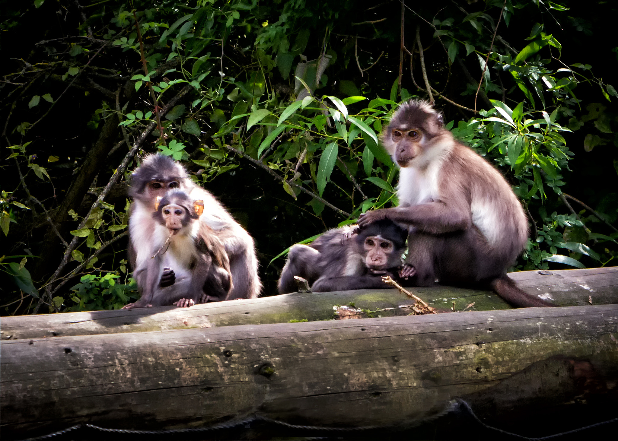 Canon EF 70-200mm F2.8L IS USM sample photo. Gorgeous little mangabey family photography