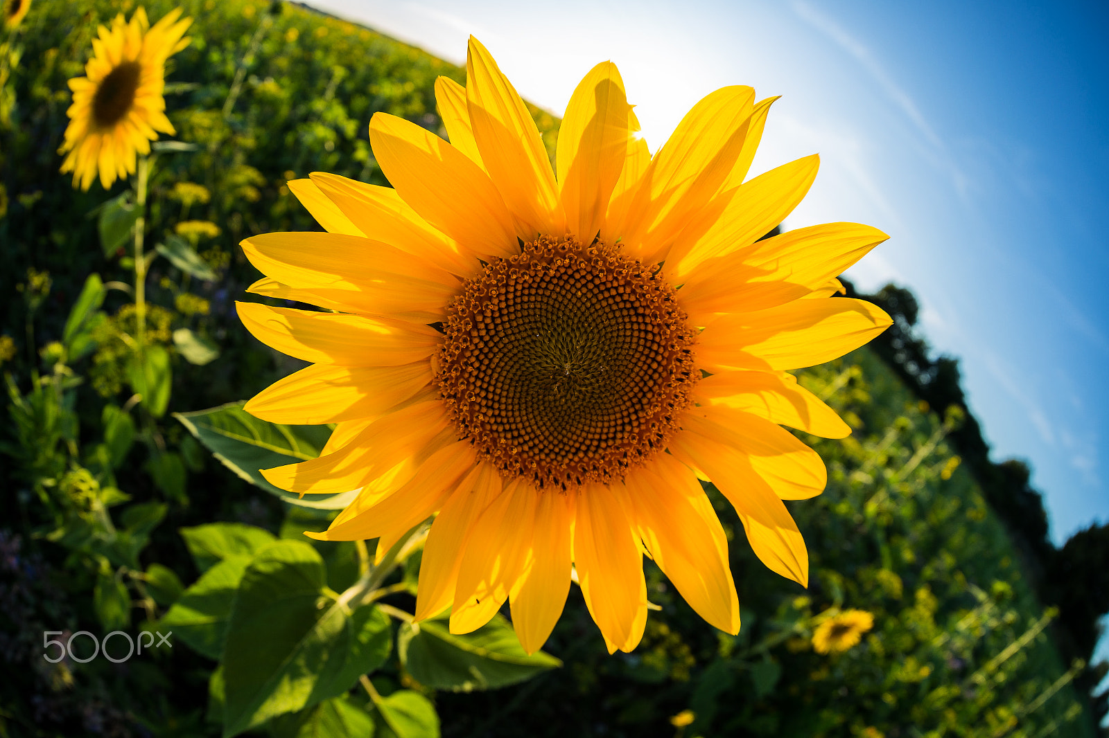 Canon EF 8-15mm F4L Fisheye USM sample photo. Summer feeling photography