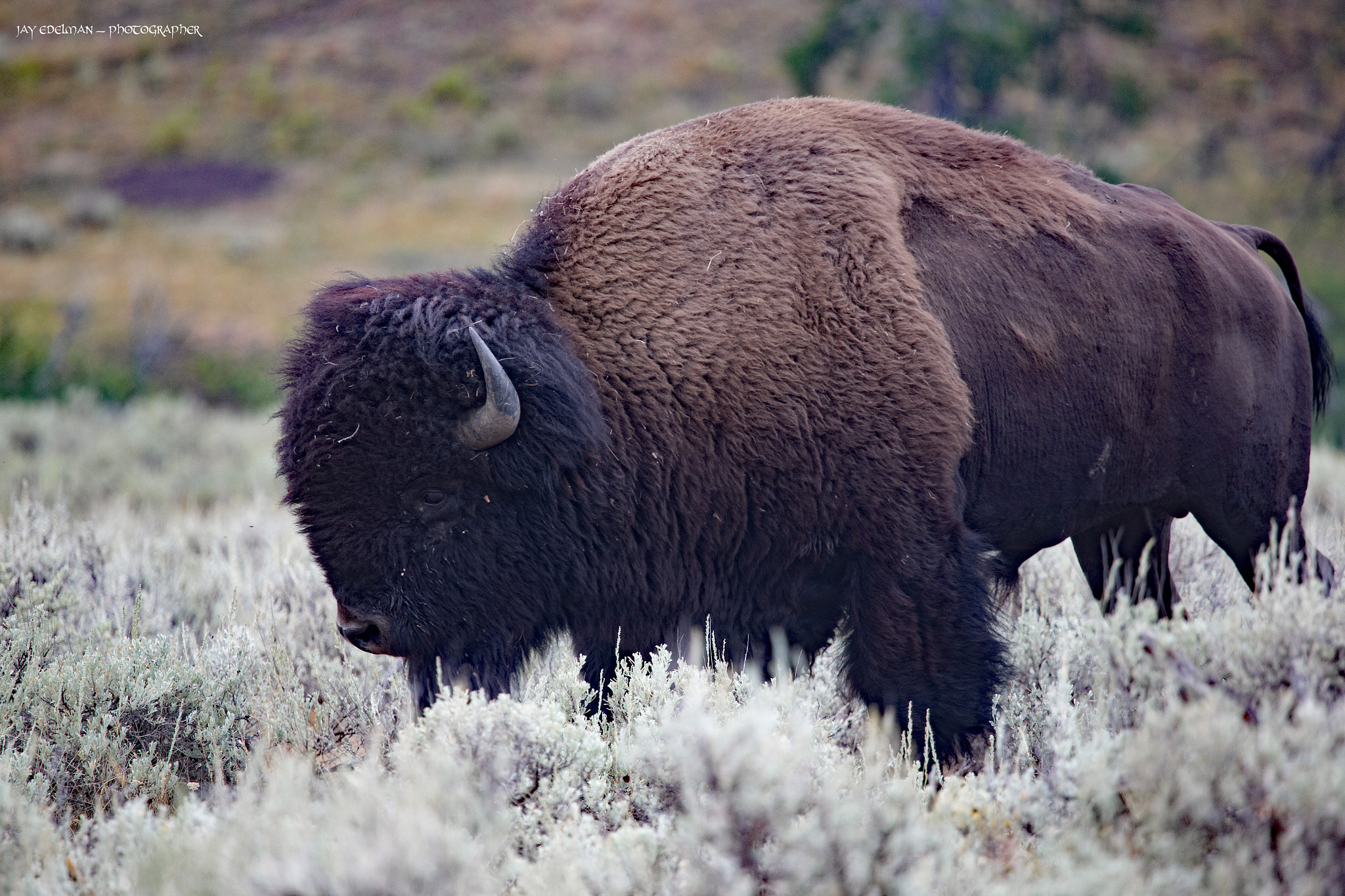 Canon EF 100-400mm F4.5-5.6L IS USM sample photo. King of the valley photography