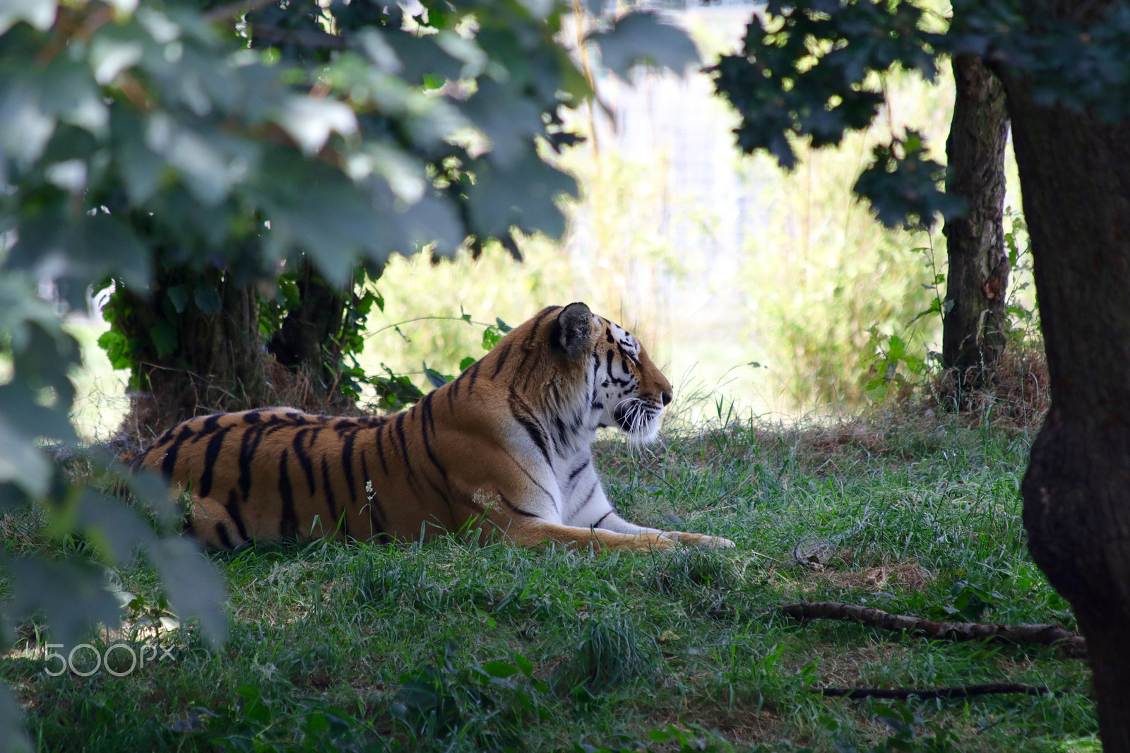 Canon EF 70-300mm F4-5.6 IS USM sample photo