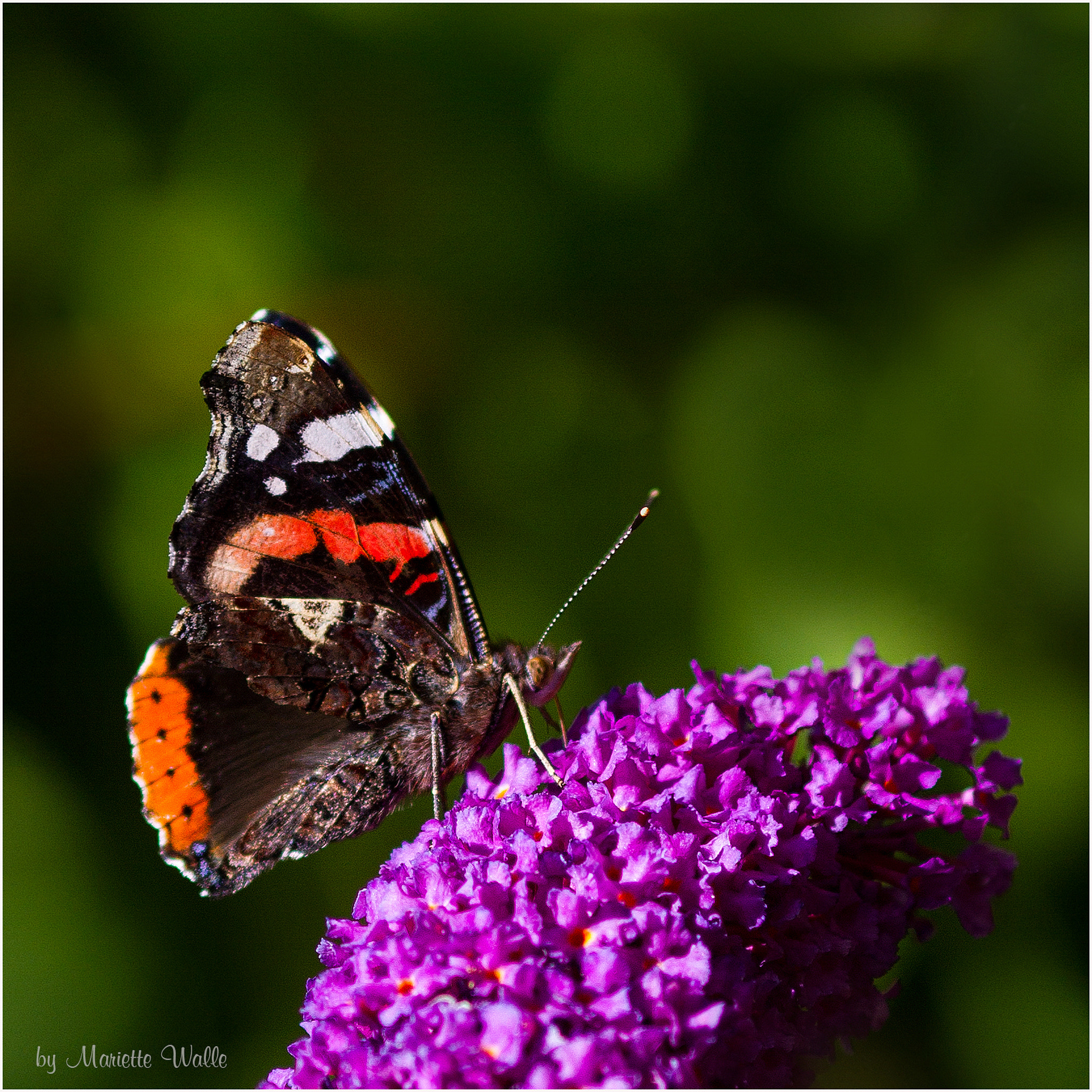 Canon EOS 7D + Canon EF 135mm F2L USM sample photo. The admiral photography