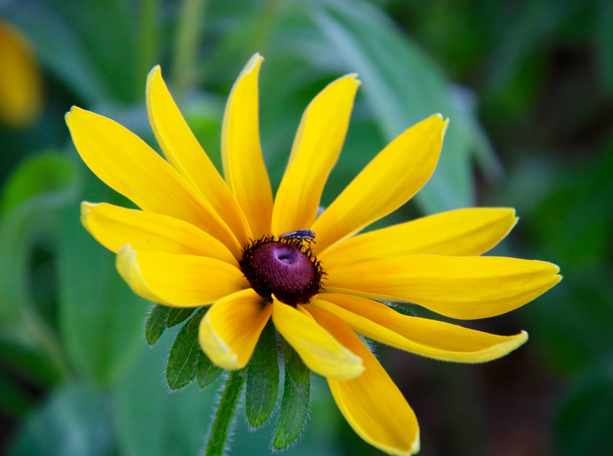 Canon EF-S 18-200mm F3.5-5.6 IS sample photo. Sun facing yellow flower photography
