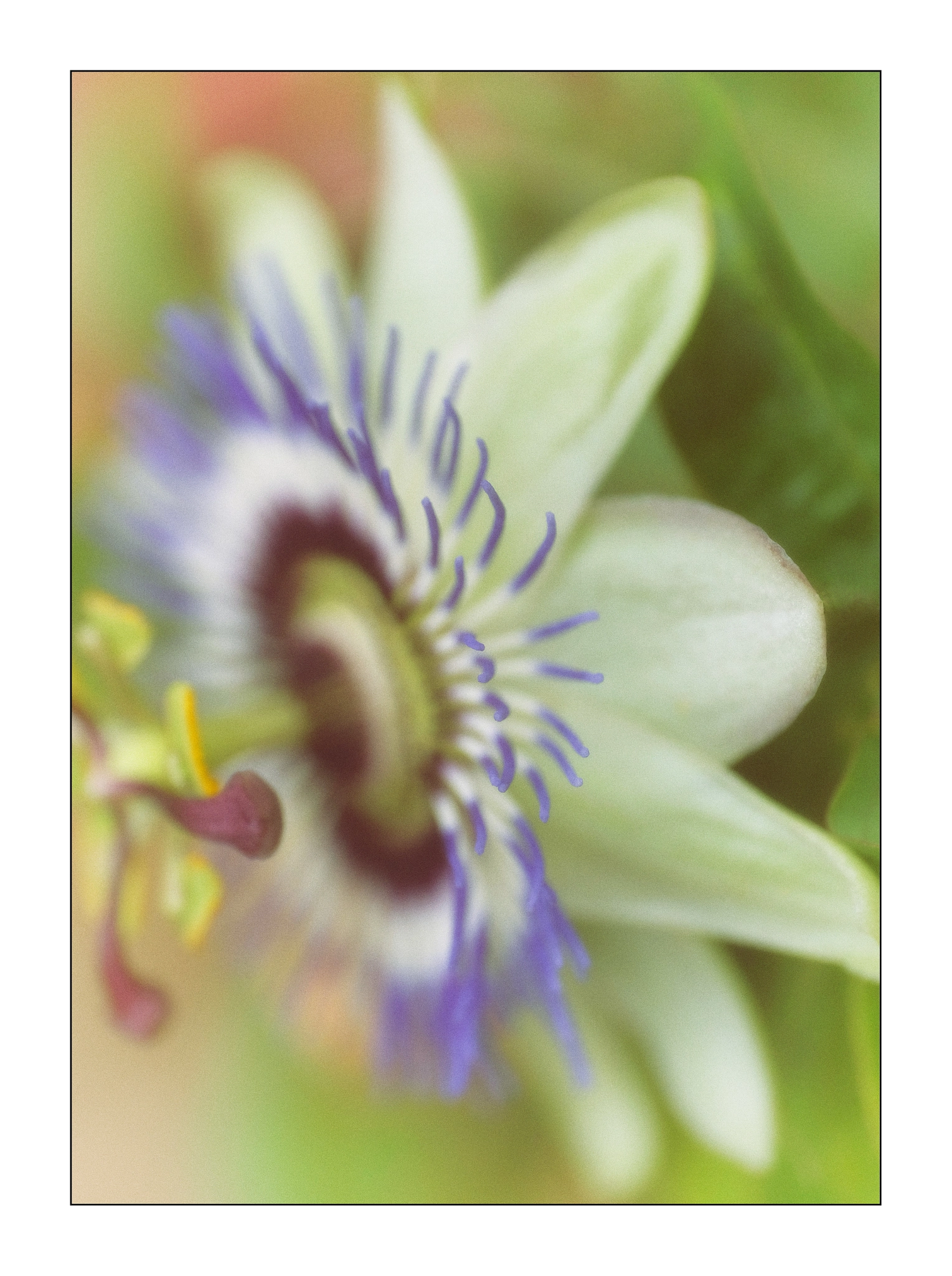 ZEISS Touit 50mm F2.8 sample photo. Passiflora photography
