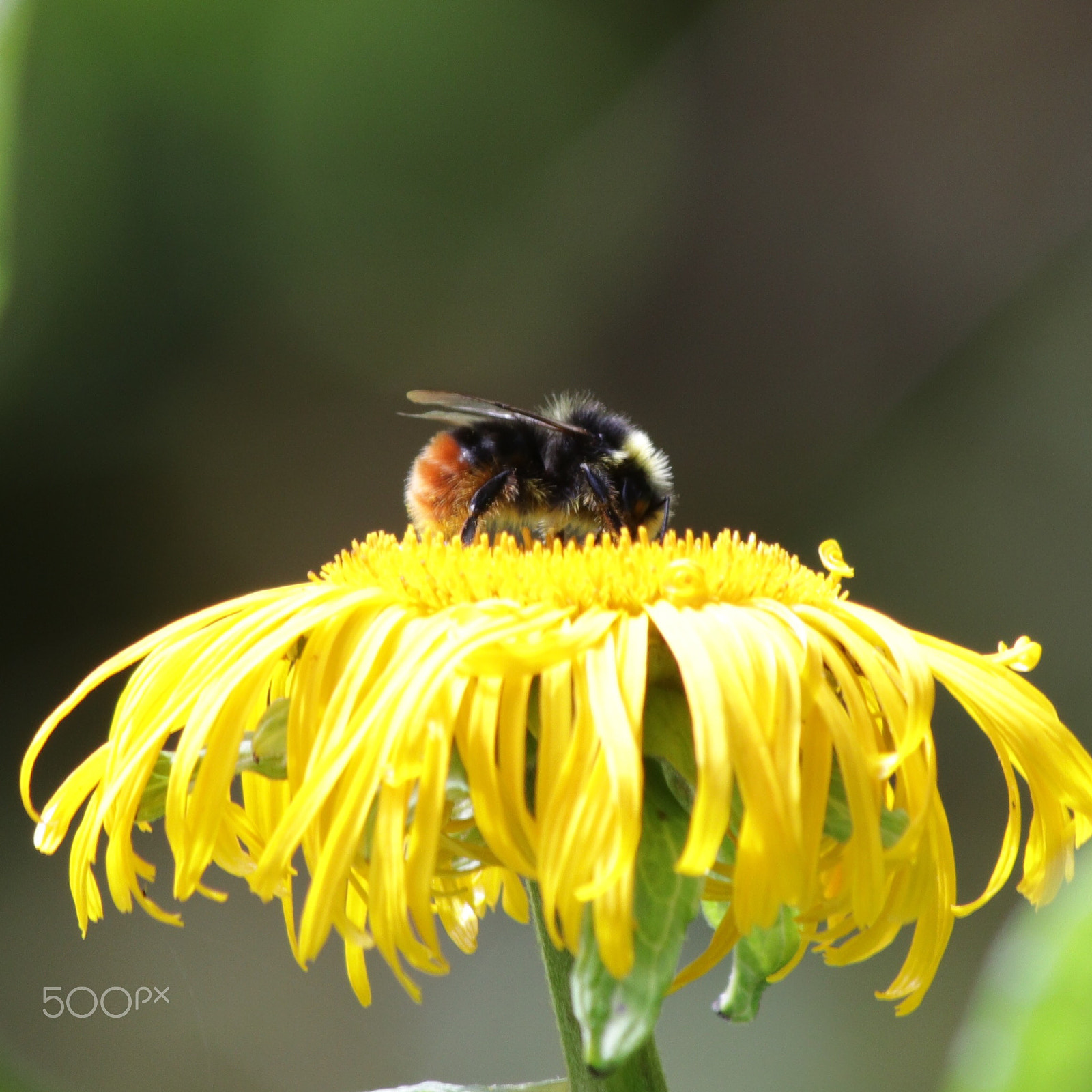 Canon EF 70-300mm F4-5.6 IS USM sample photo. Bee at work photography