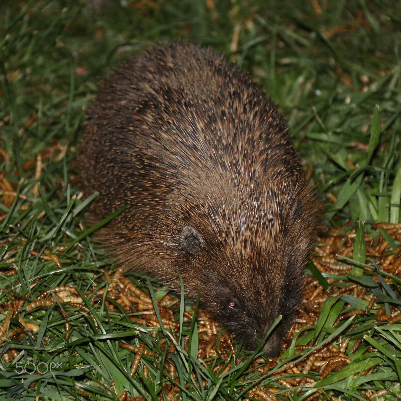 Canon EF-S 18-200mm F3.5-5.6 IS sample photo. Hedgehog photography