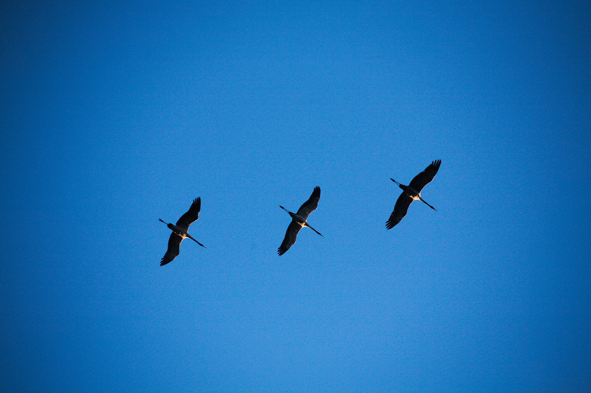 Canon EOS 5D sample photo. Storks photography