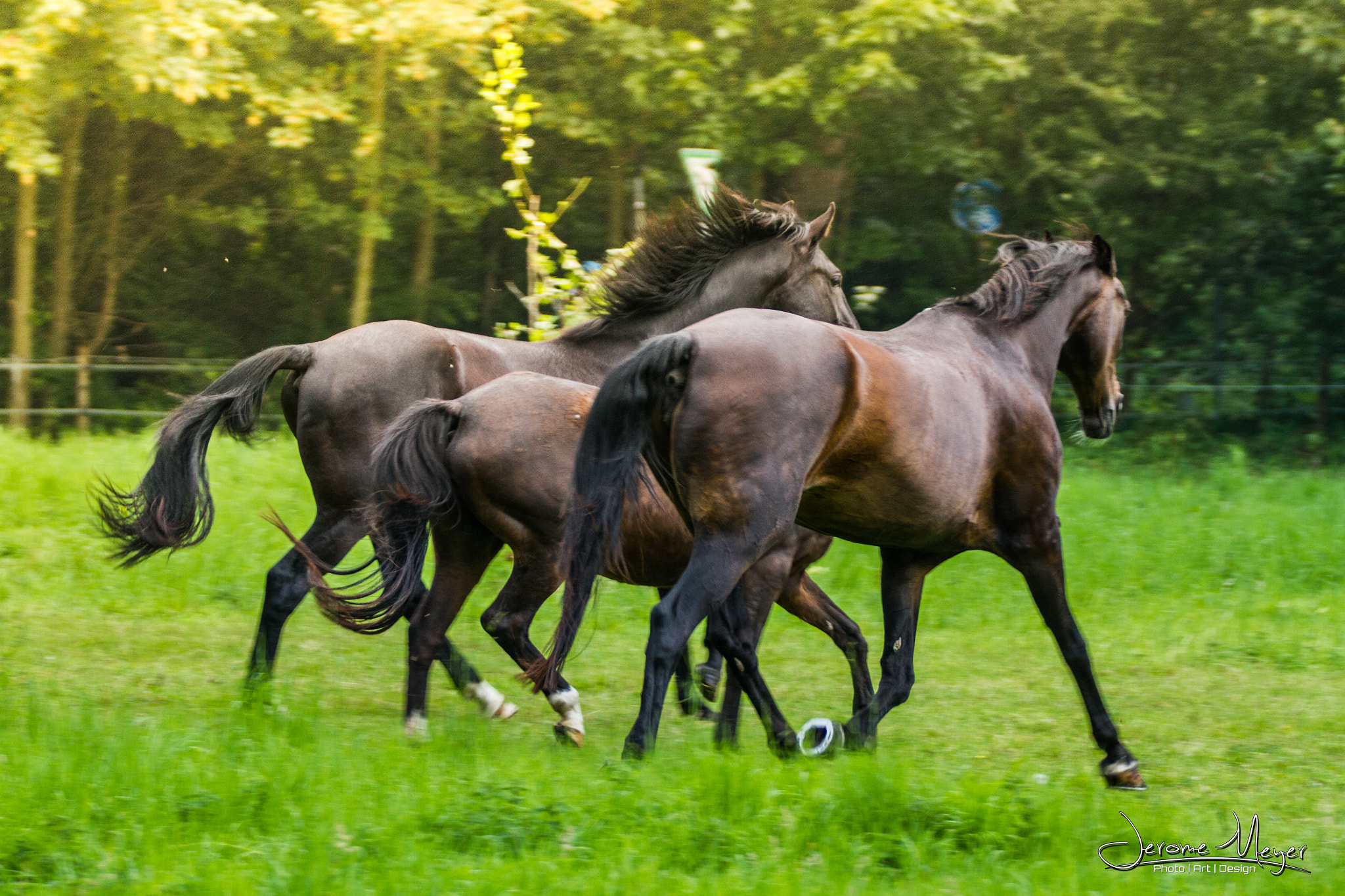 Canon EF 70-200mm F2.8L IS II USM sample photo. Horses  photography