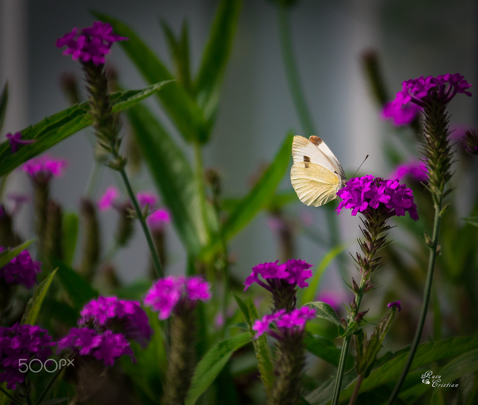 Sigma 28-300mm F3.5-6.3 DG Macro sample photo. Butterfly photography
