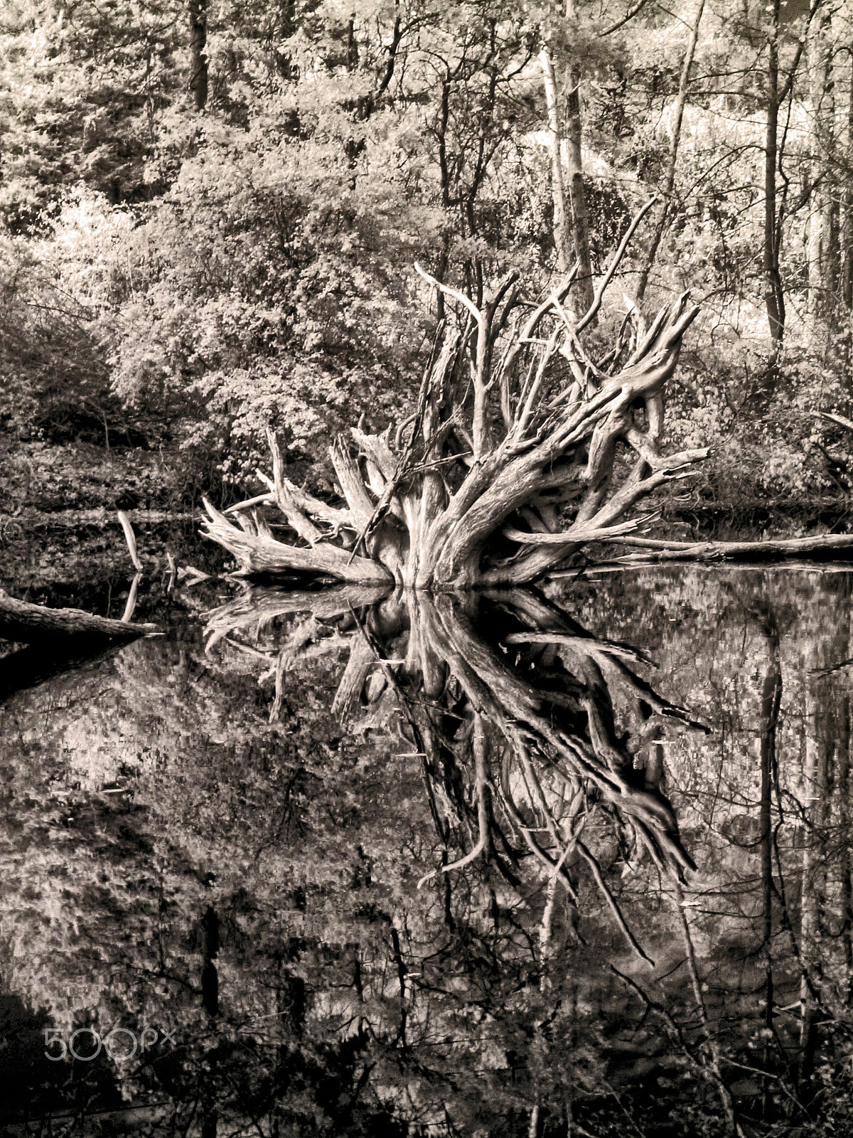 Canon POWERSHOT G2 sample photo. Tree stump hackensack river in infrared photography