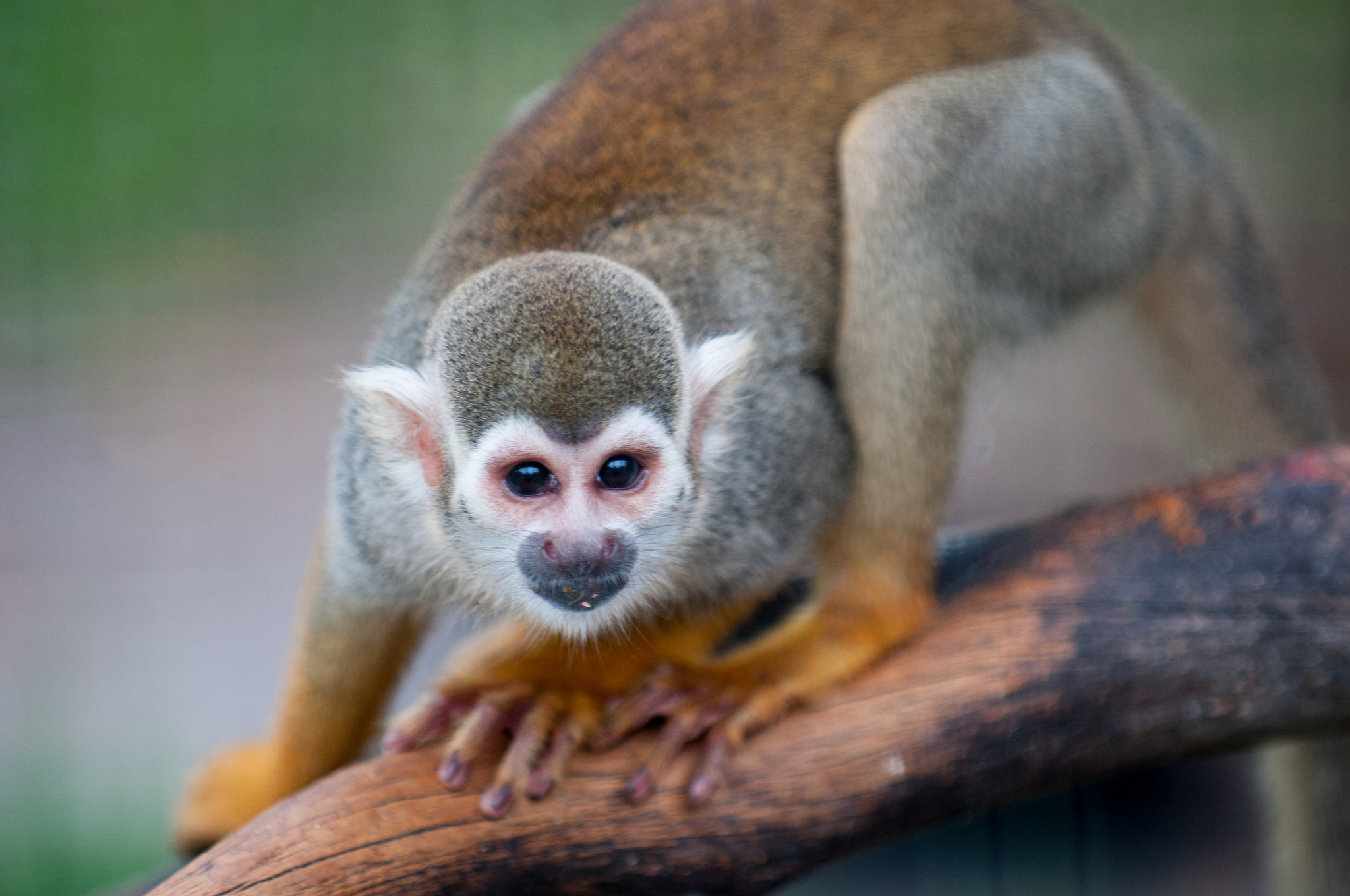 Nikon D300S sample photo. Squirrel monkey photography
