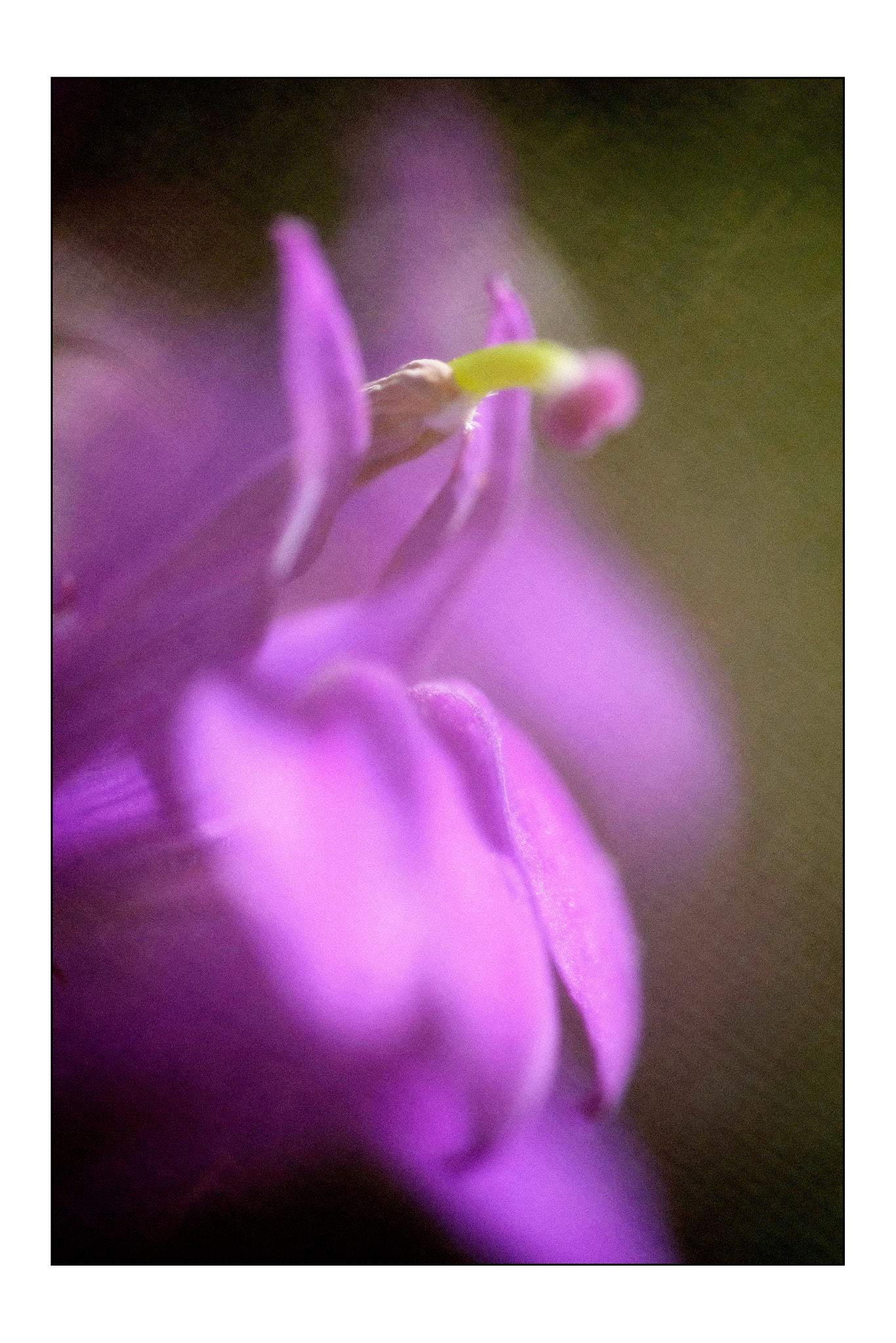 ZEISS Touit 50mm F2.8 sample photo. Purple flower photography