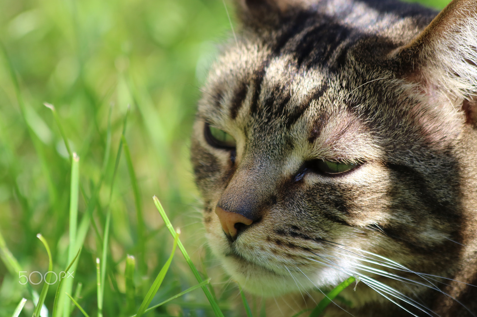 Canon EF 70-300mm F4-5.6 IS USM sample photo. Tigger photography