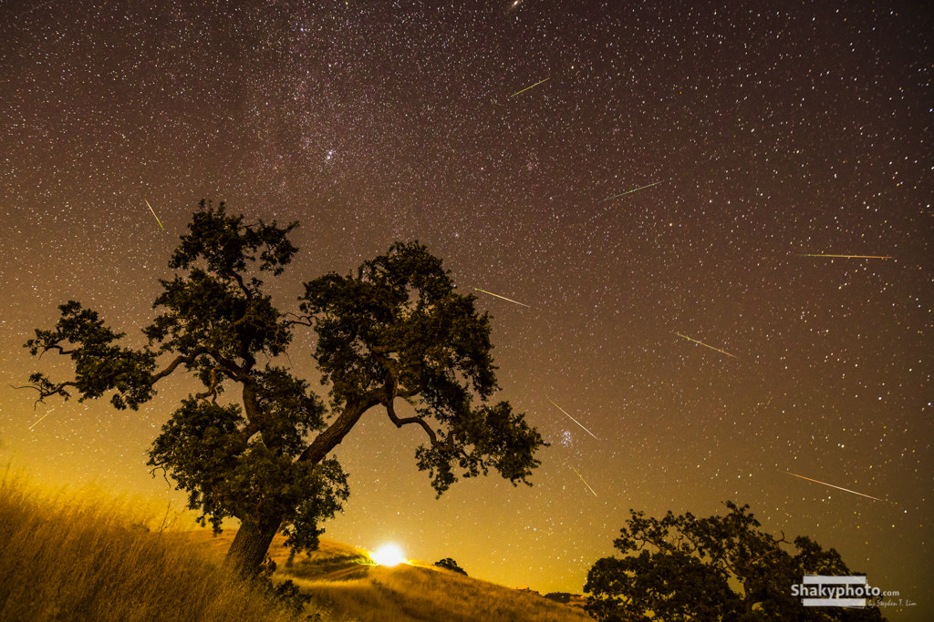 Sony a7R II + Sigma 20mm F1.4 DG HSM Art sample photo. Perseid shower photography