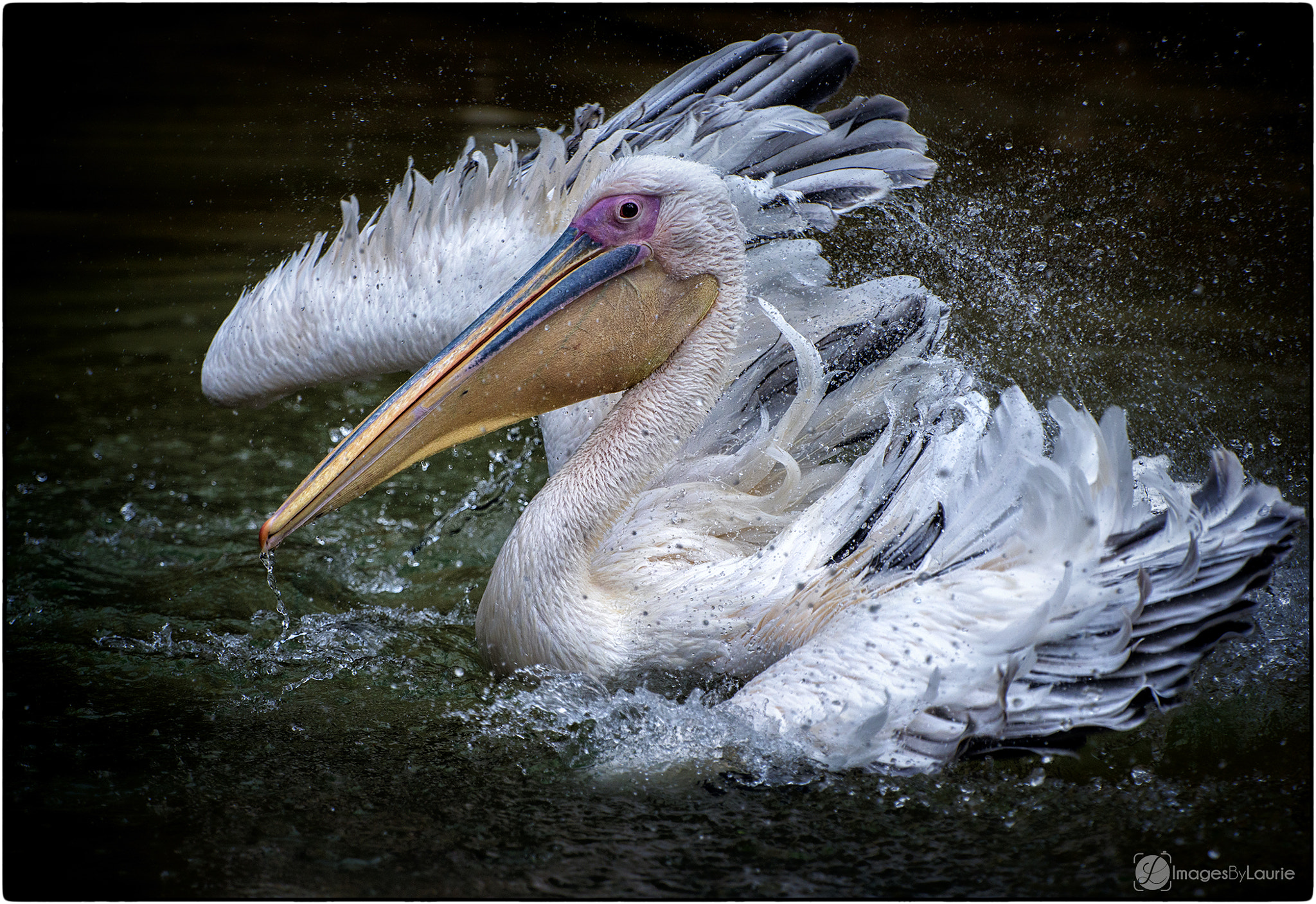 Nikon D800E sample photo. Splishin' and a splashin' photography