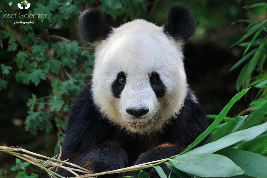 Nikon D3S sample photo. Giant panda portrait photography