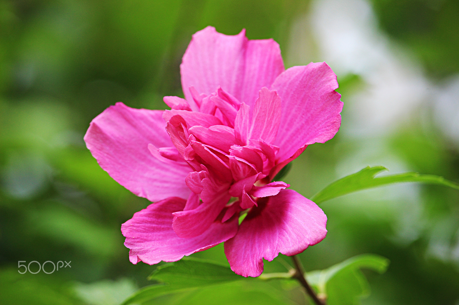 55.0 - 250.0 mm sample photo. Folded pink photography