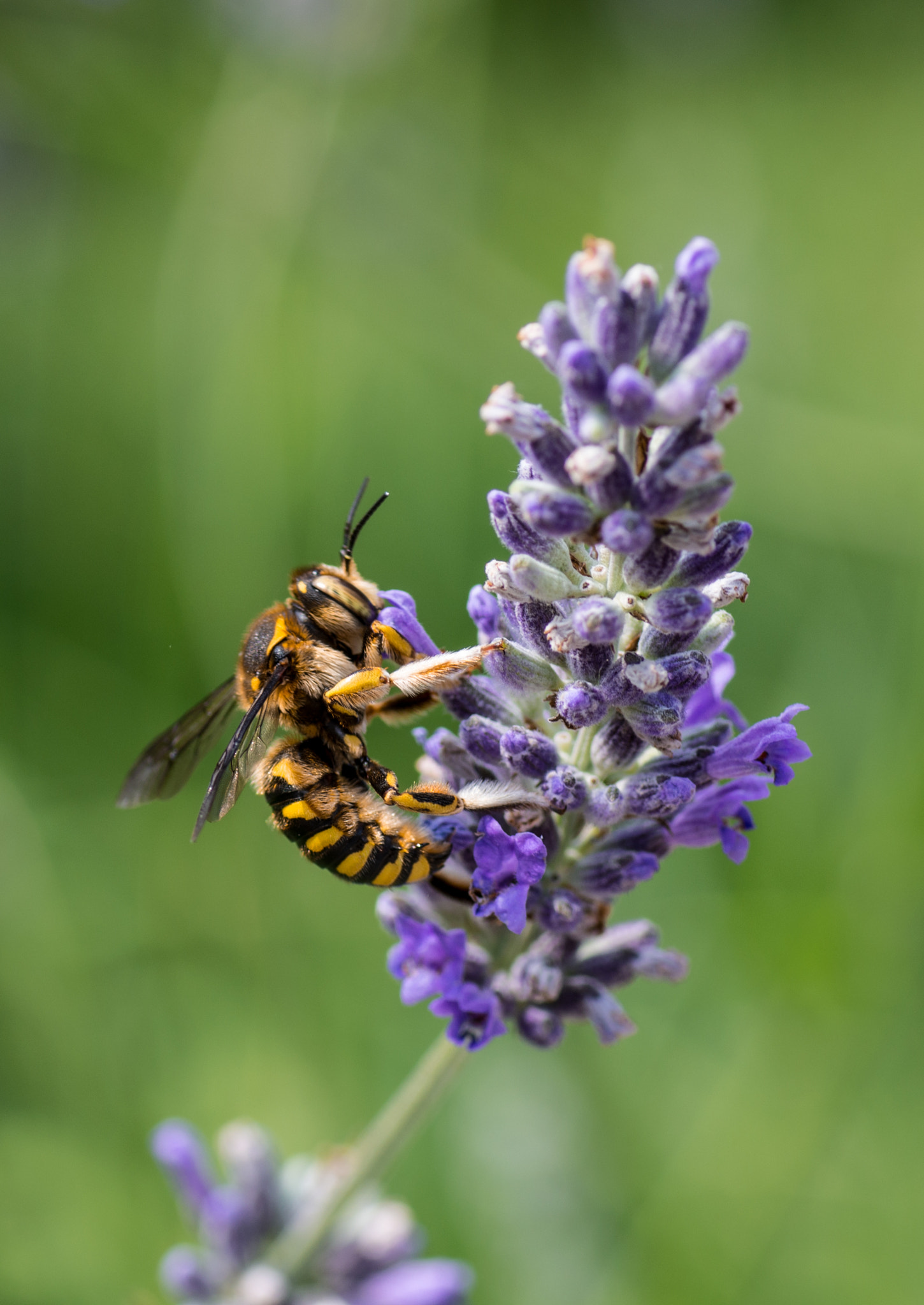 Pentax K-5 + Tamron SP AF 90mm F2.8 Di Macro sample photo. Ape photography