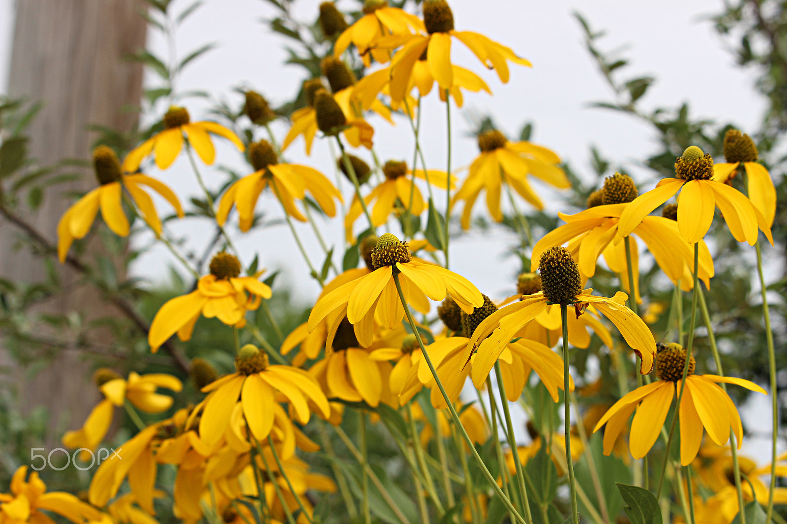 55.0 - 250.0 mm sample photo. Yellow cone heaven photography