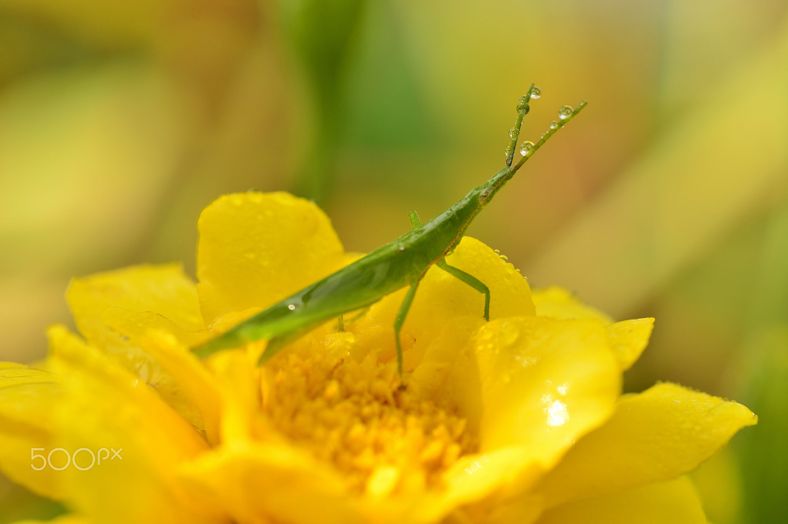 Nikon D3200 + AF Micro-Nikkor 55mm f/2.8 sample photo. Summer nature......macro photography